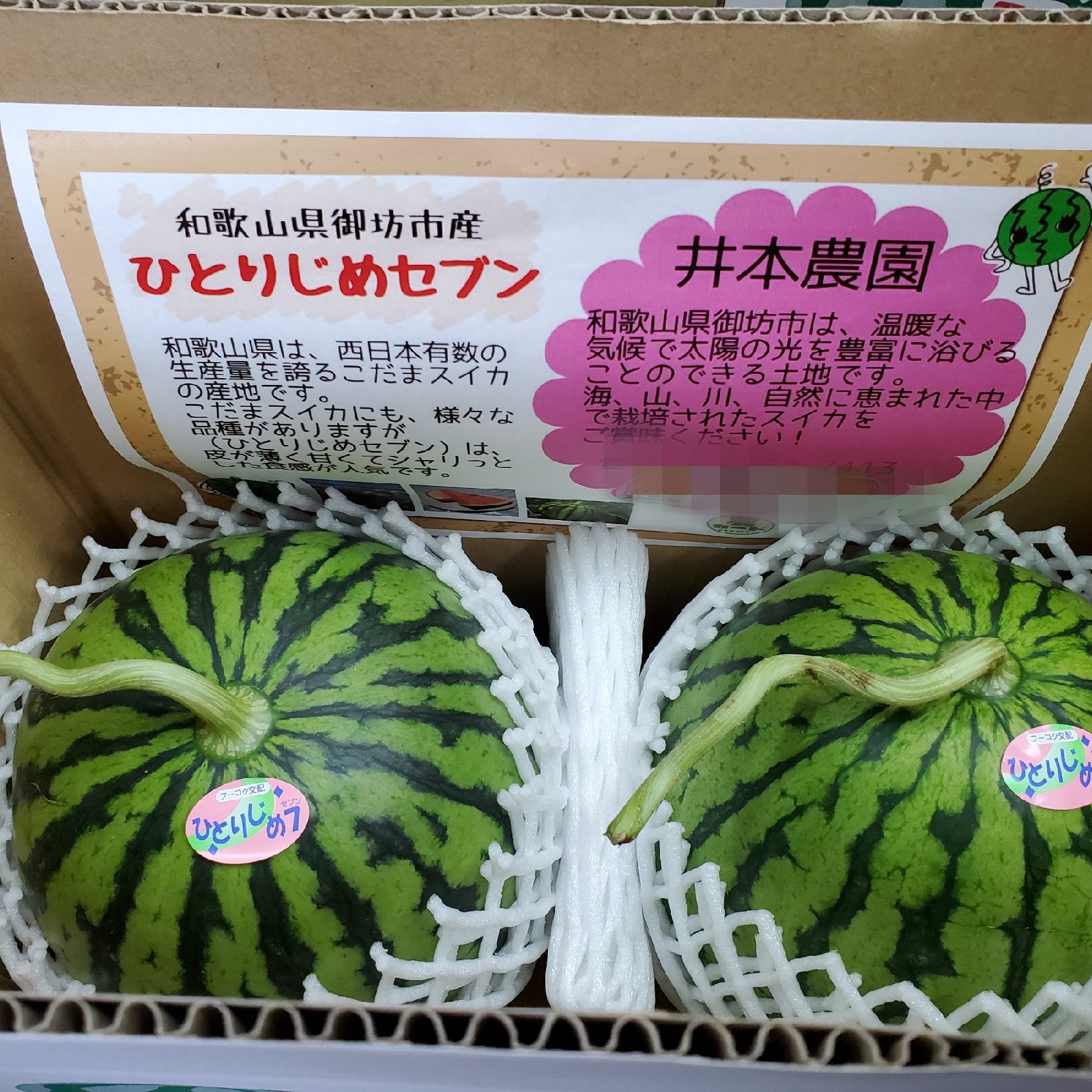 和歌山県産 紅小玉スイカ【ひとりじめセブン】2玉入り ｜ 果物/スイカ