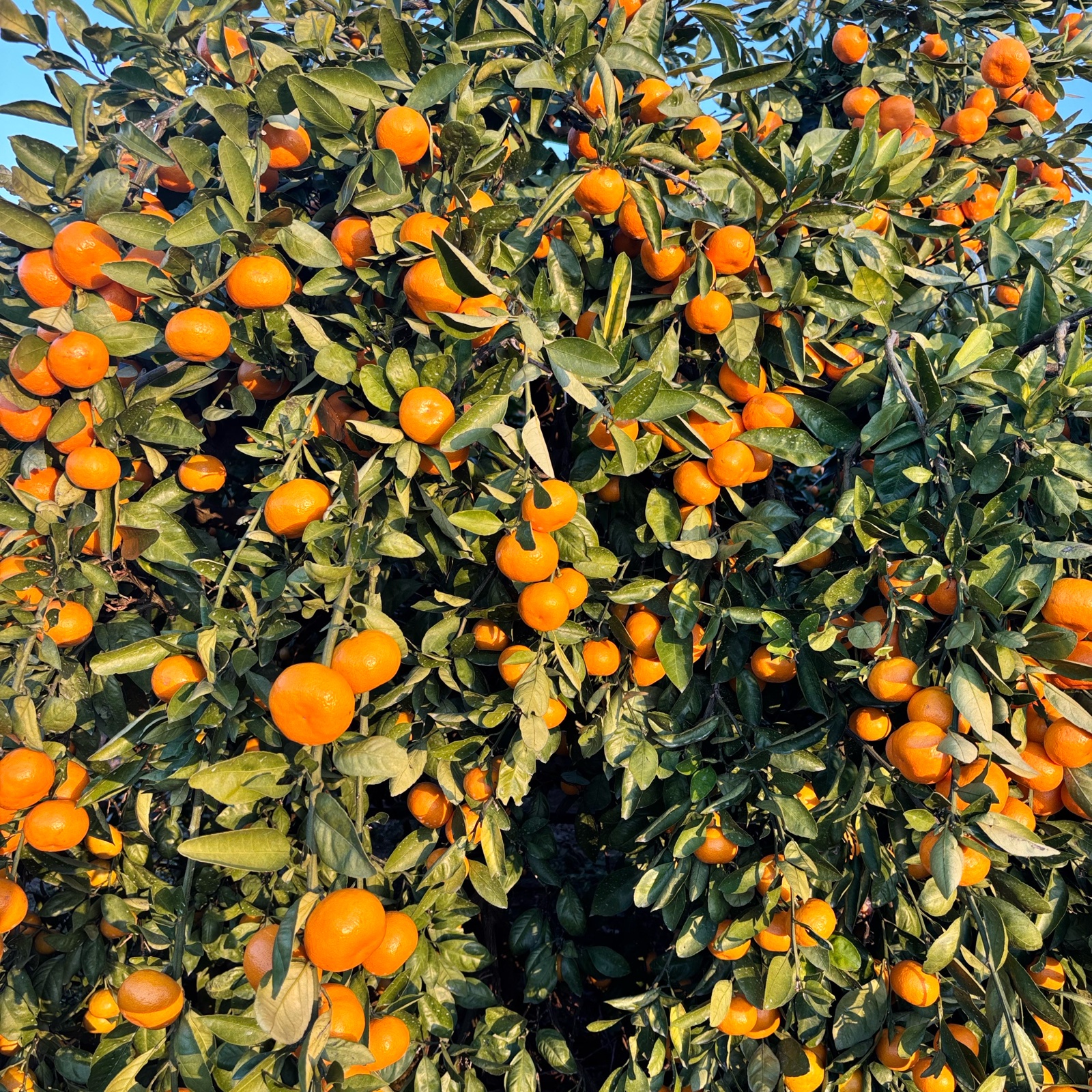 有田みかん　中生みかん 和歌山 有田みかん(中生) - お米・雑穀の通販 石川商店