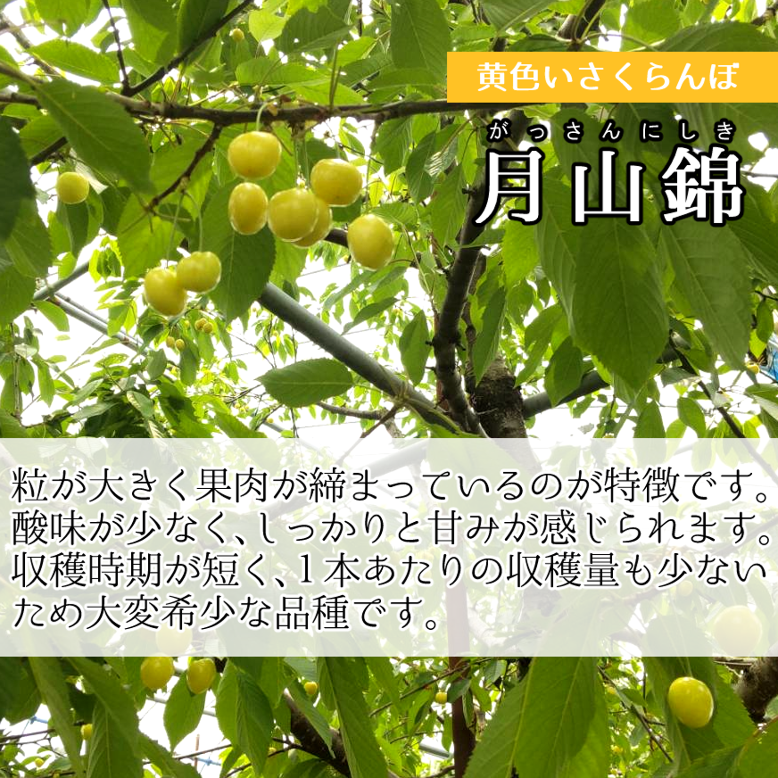贈答用に】希少な黄色いさくらんぼ【月山錦】 ｜ 果物/さくらんぼ 産直
