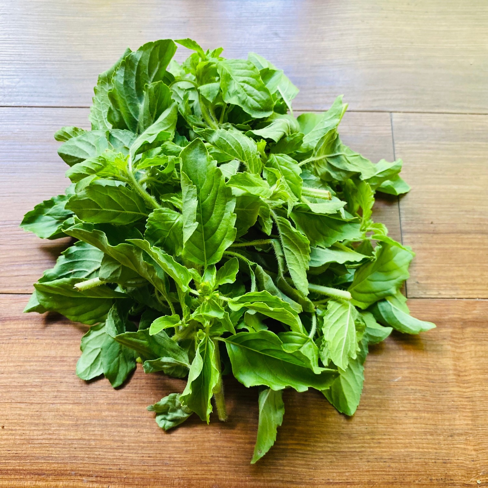 ホーリーバジル/ガパオ/茨城県産/約1kg 本格的なエスニック料理に欠かせないホーリーバジル ガパオ ｜ 野菜
