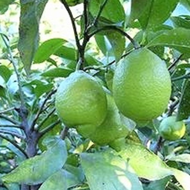 広島県産 瀬戸田レモン 2kg A・B混合品 有機JAS法準拠栽培 ｜ 果物