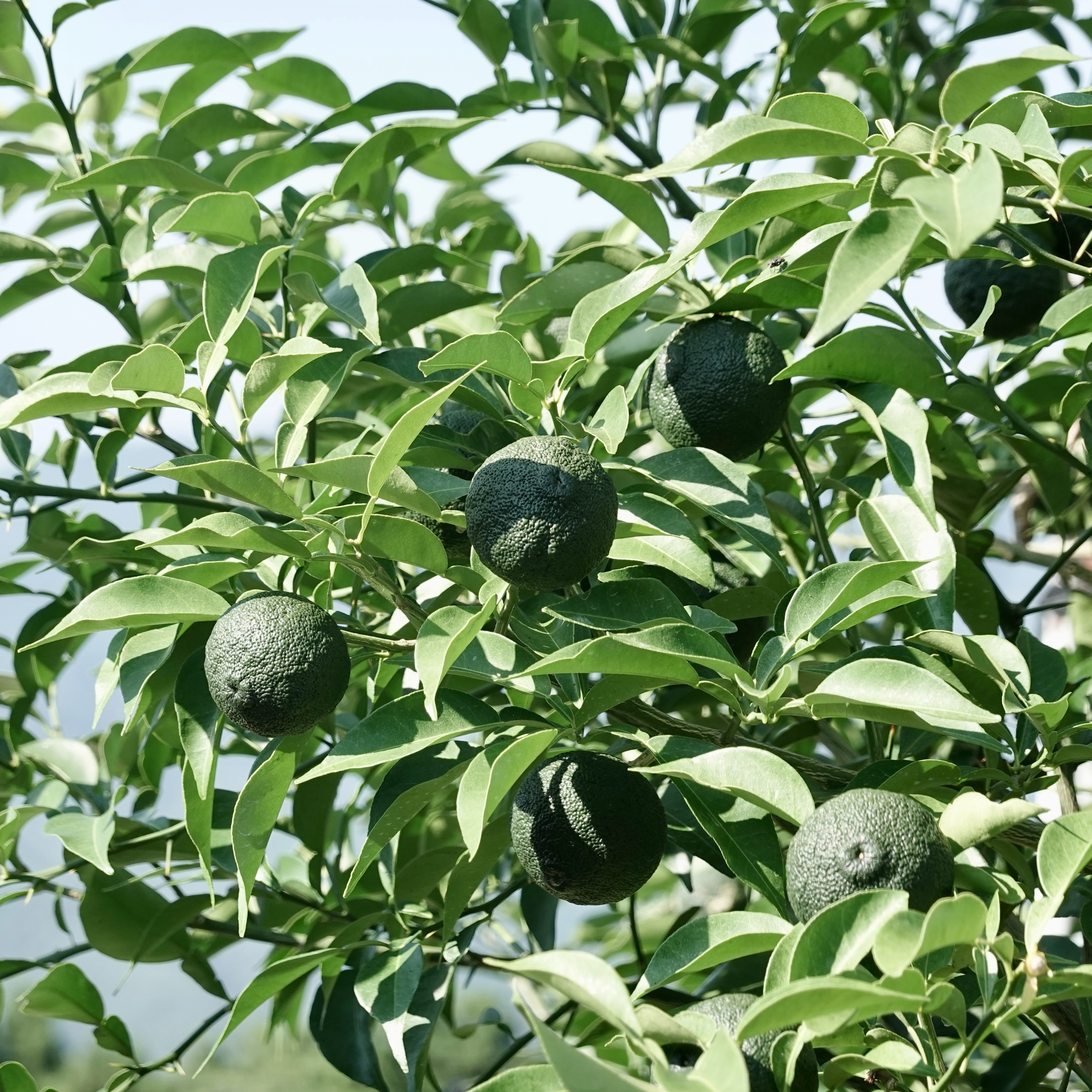 OUTTAKES】訳あり 青ゆず5kg 愛媛県産 青柚子 BLUE YUZU ｜ 果物/香酸