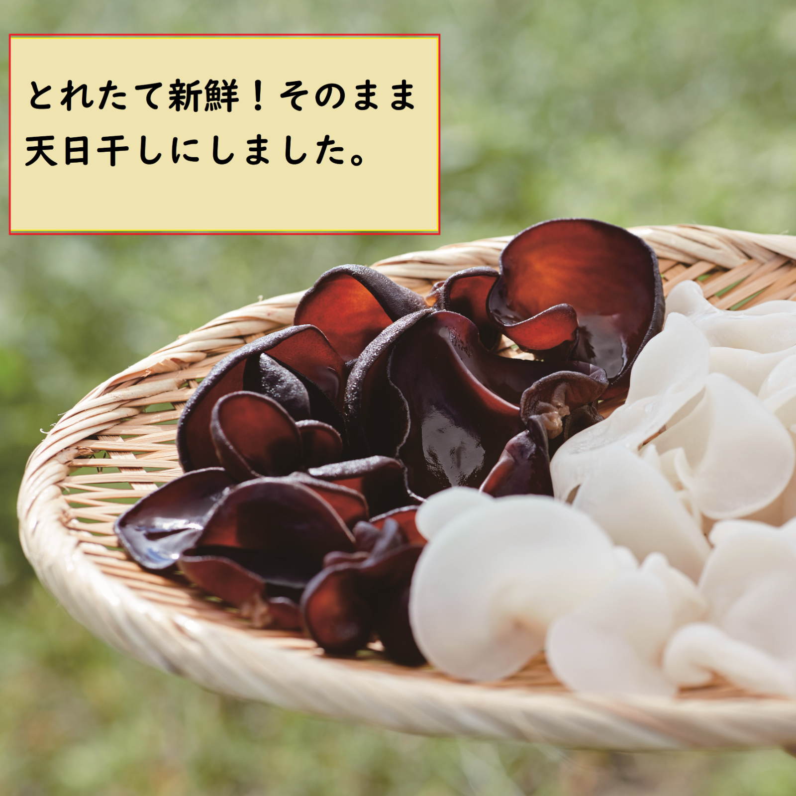 もも　国産 乾燥きくらげ　1kg〜
