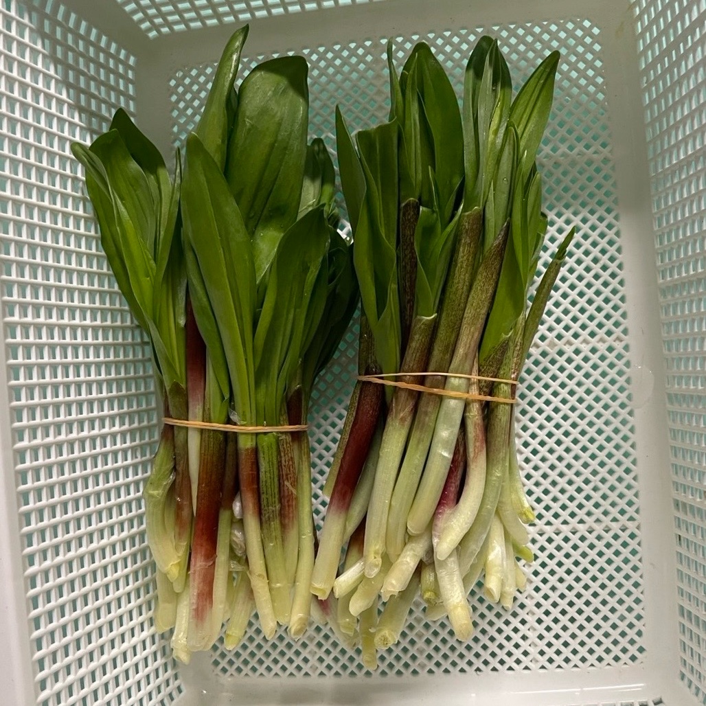 北海道産、天然ギョウジャニンニク 北海道産天然ギョウジャニンニク(冷凍) ｜ 野菜/山菜 産直アウル 農家