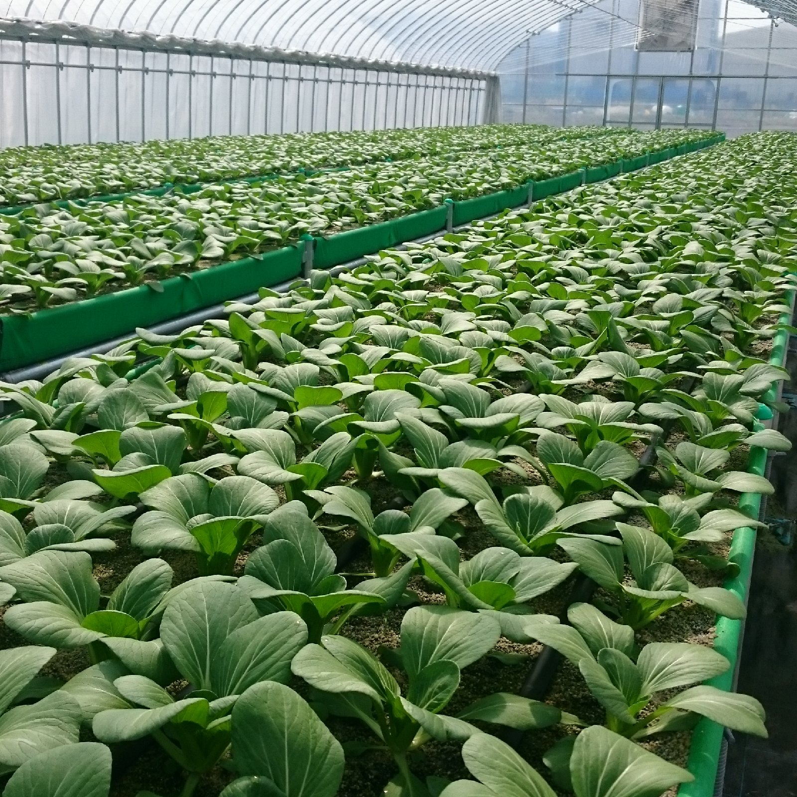 チンゲン 菜 栽培
