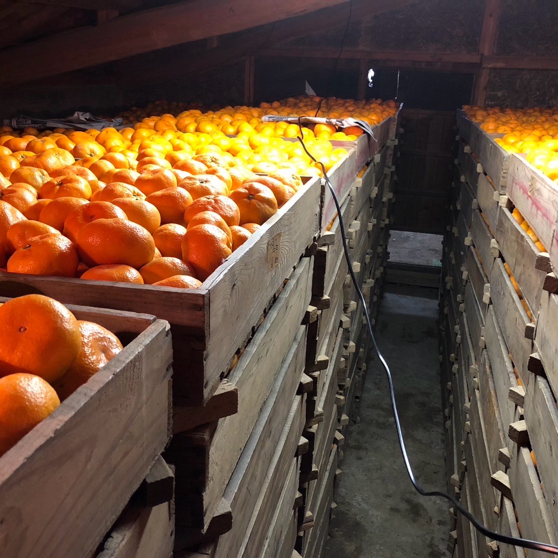 蔵出し「南濃みかん」10kg 3Lサイズ以上 | 果物/温州みかん 産直アウル