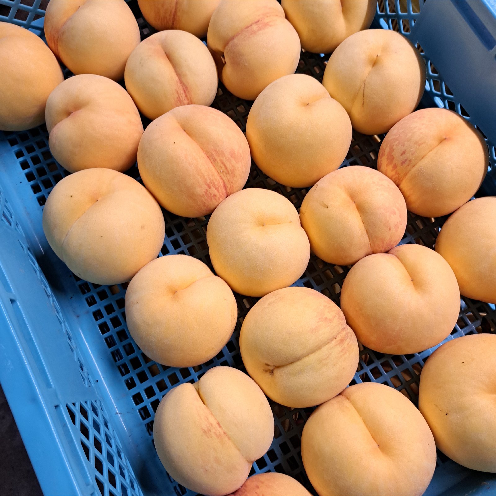 山形県産 黄桃 黄貴妃 5kg ｜ 果物/もも 産直アウル 農家・漁師など