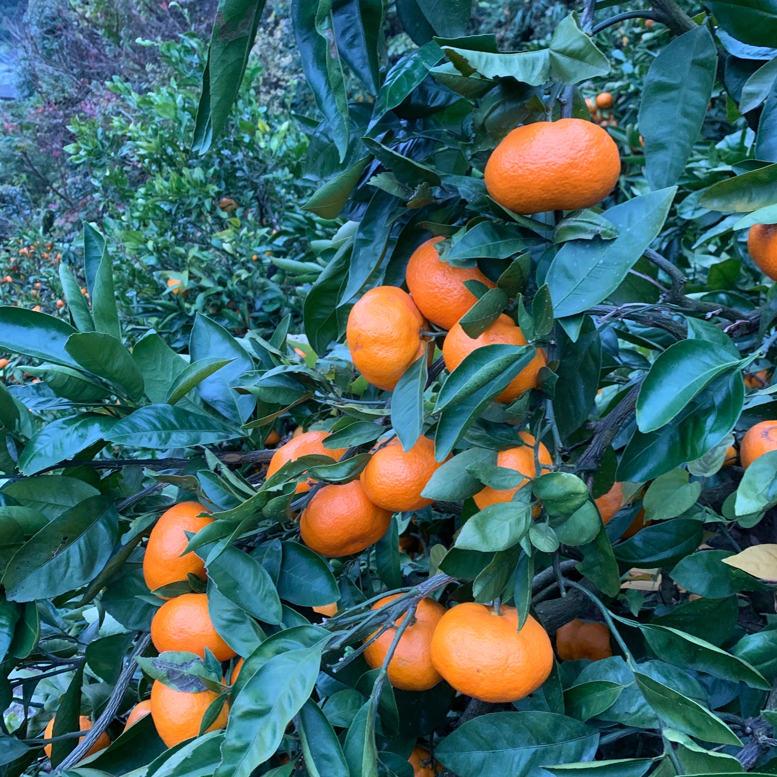 ニシムラ農園（大分県・津久見市）｜生産者詳細｜産直アウル