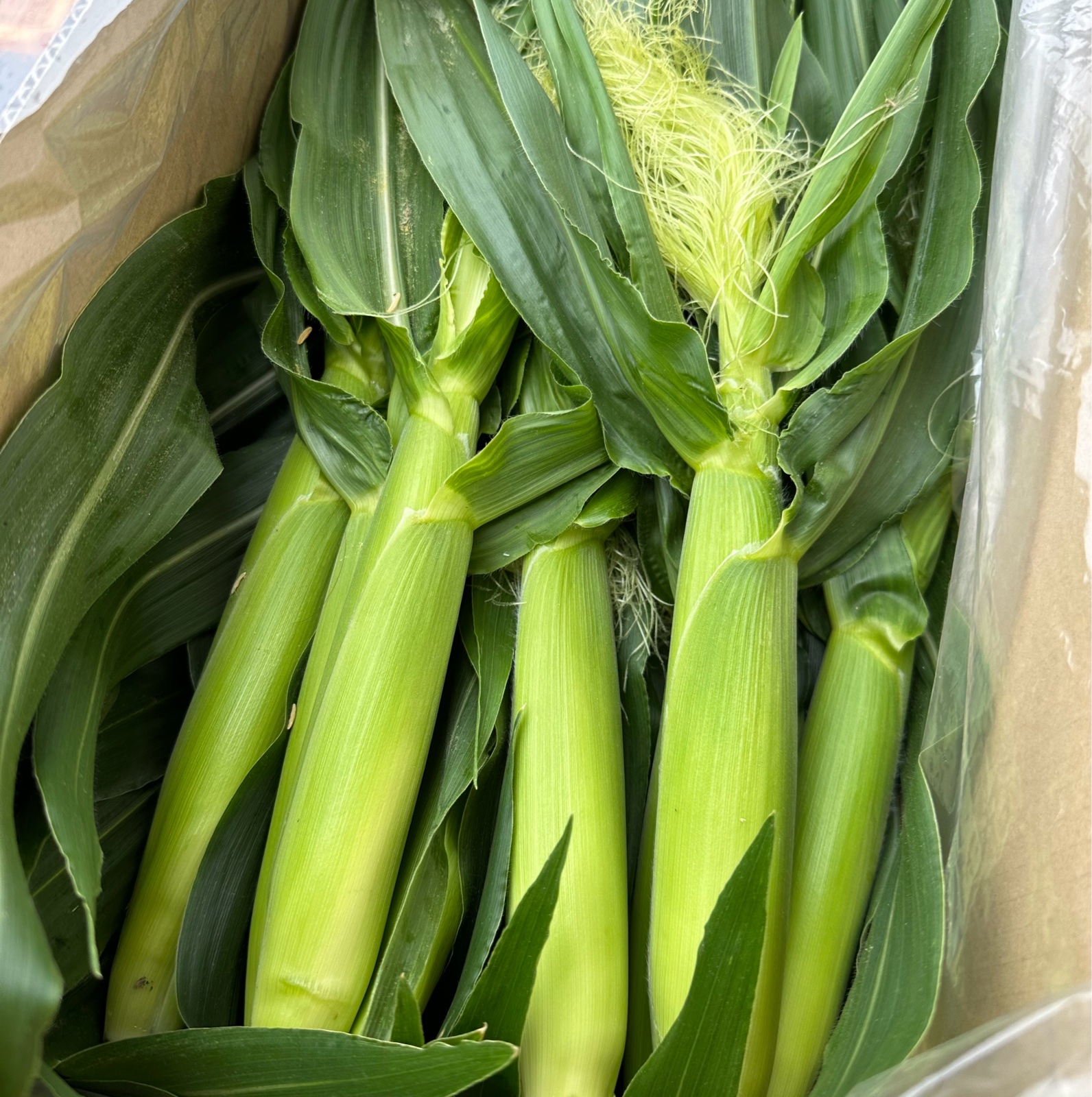 和歌山県産 おおもの ヤングコーン 100本 ｜ 野菜/とうもろこし 産直