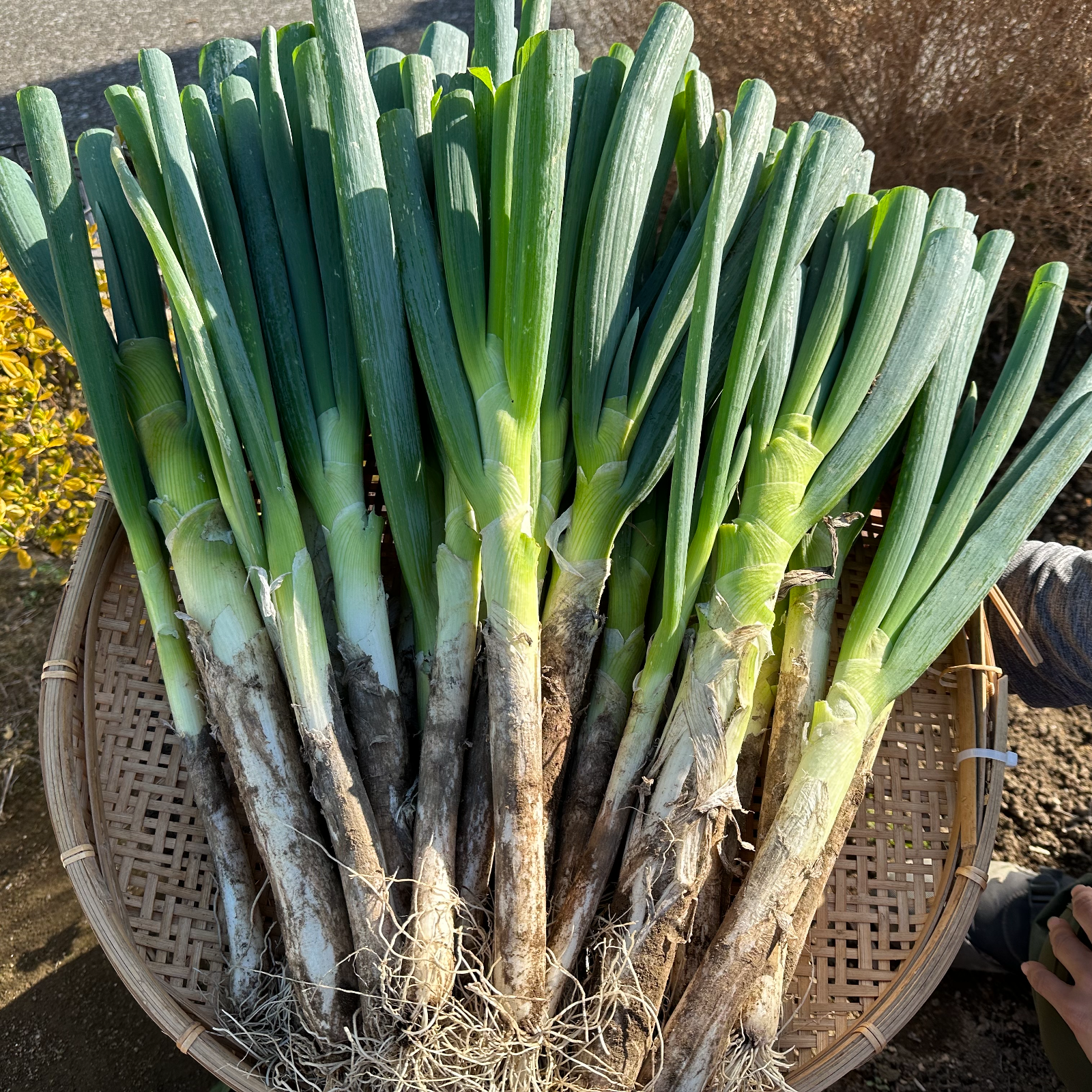 値下げ！今季最終深谷ネギ 泥ネギ4kg大きさ色々 甘い甘露葱 ｜ 野菜