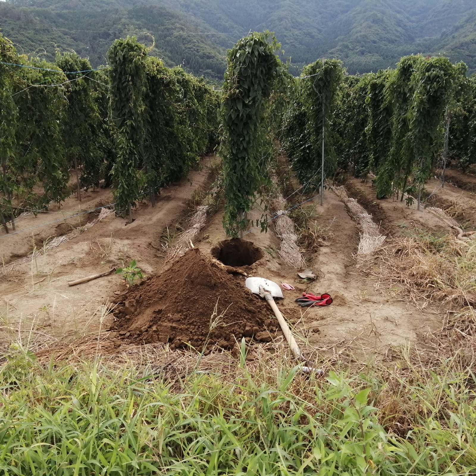 長芋　20kg 楽天市場】【送料無料】 北海道産 長芋 （長いも） L〜3Lサイズ （9