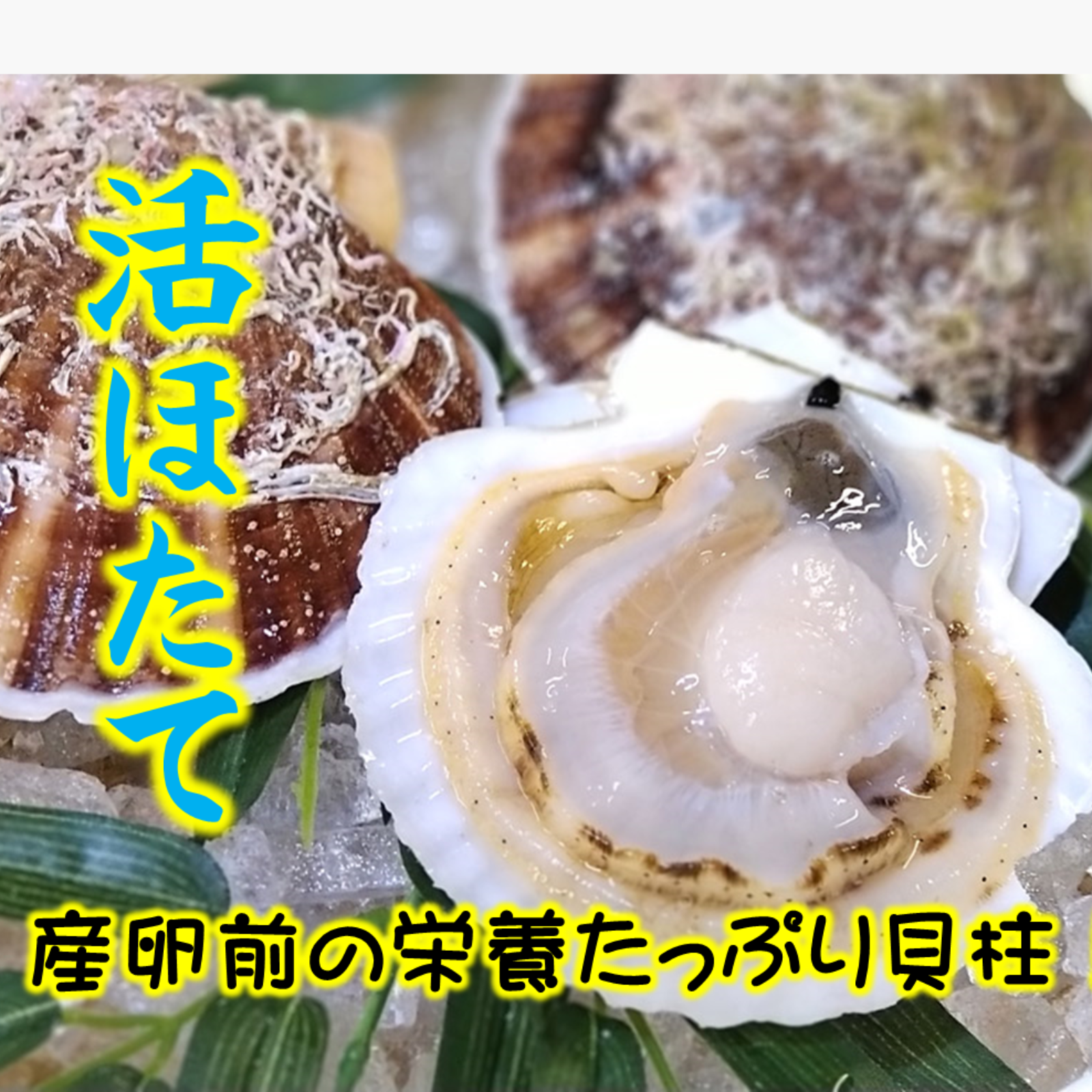 お試しサイズ】2kg殻付き活ホタテ 2年貝 ｜ 魚介類/ホタテ 産直アウル 