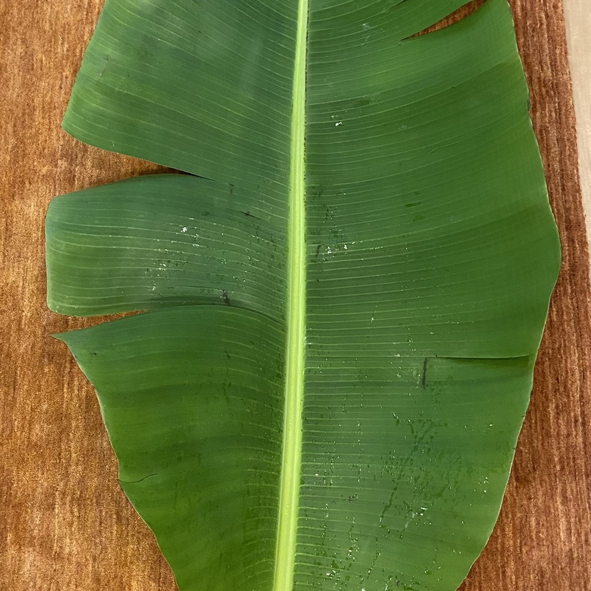 生バナナ葉1kg約 バナナの葉（バナナリーフ）4枚分 ｜ 花・植物/花・植物 産直アウル