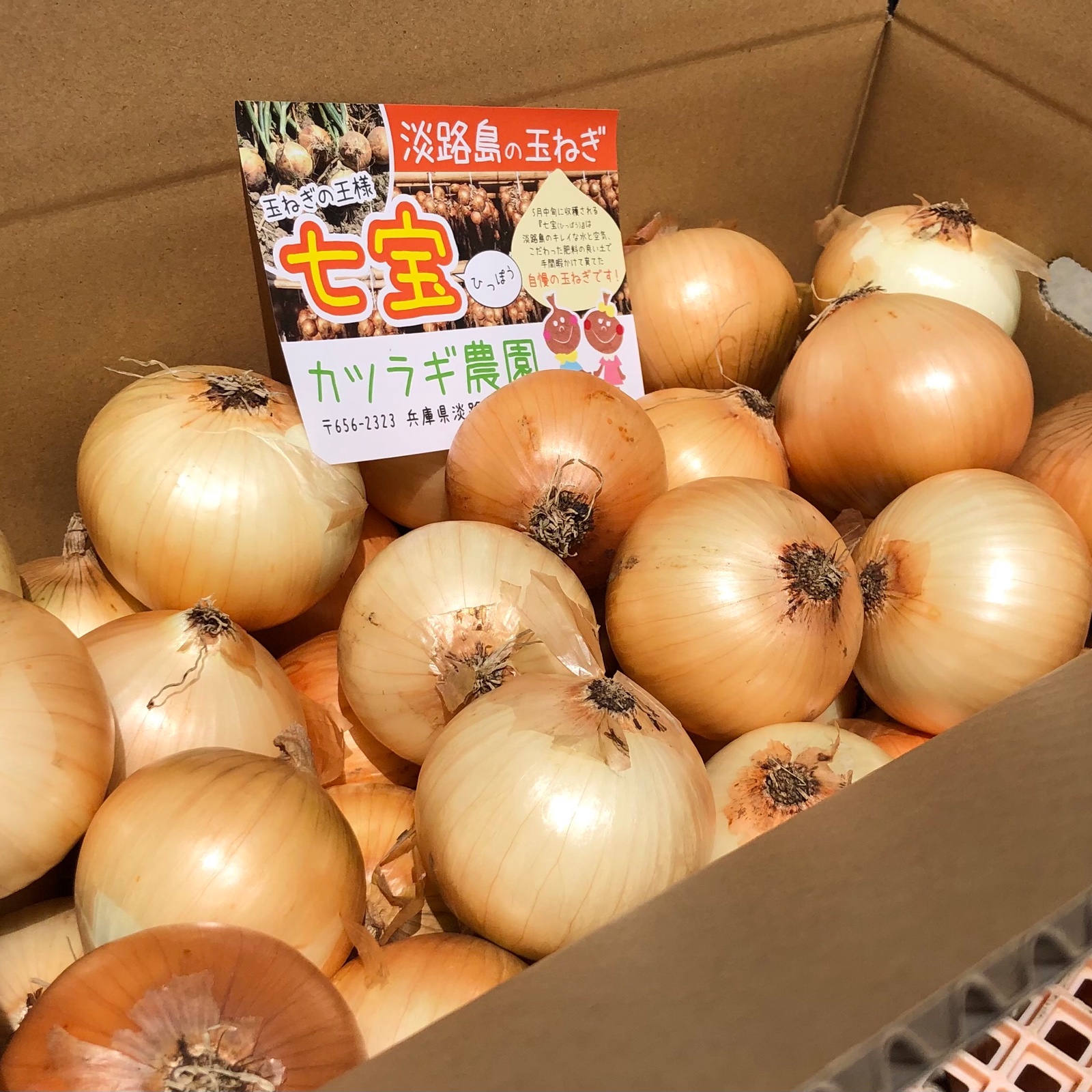 淡路島産玉ねぎ5kg 品種【七宝】Sサイズ直径約5〜6センチ ｜ 野菜