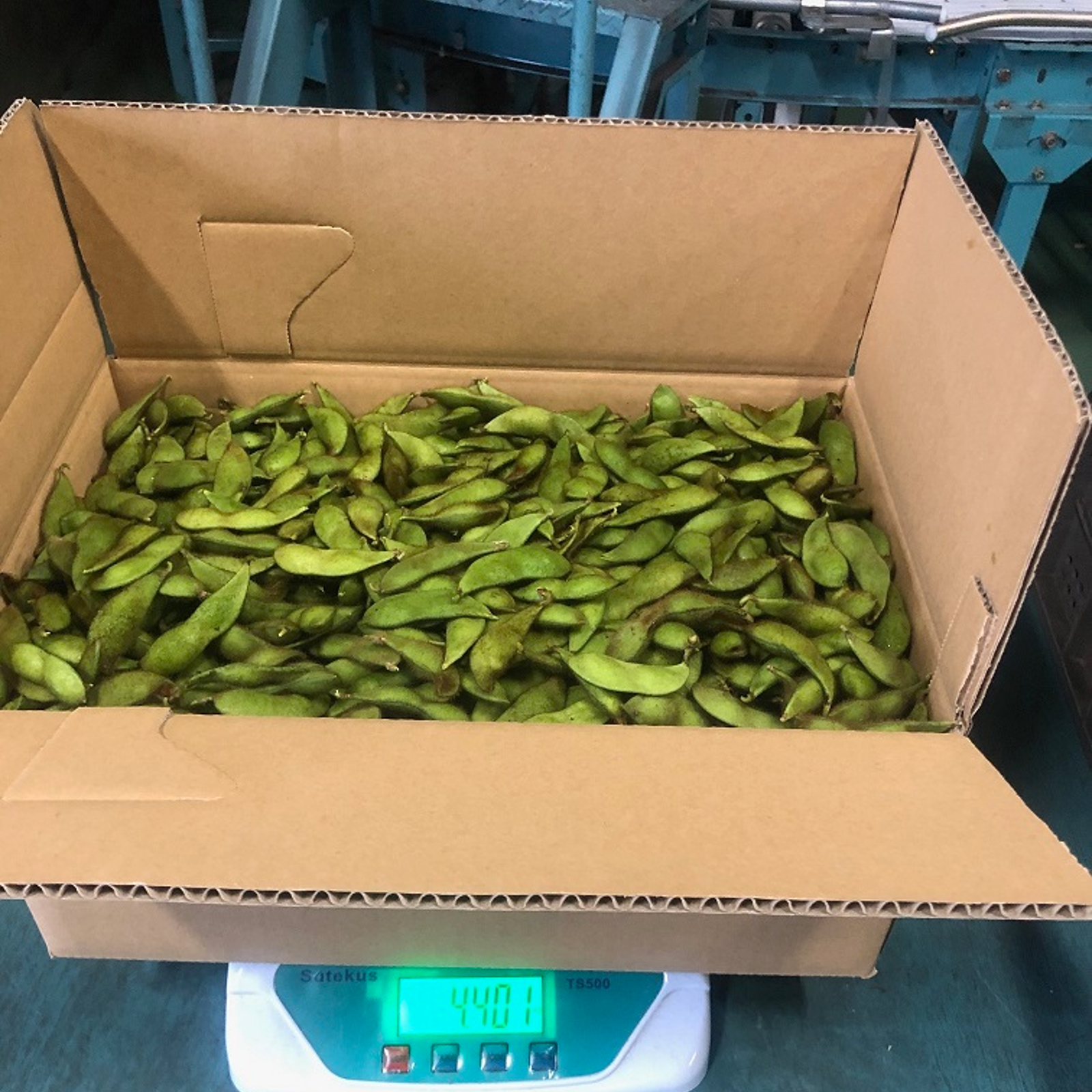 枝豆A品5キロ