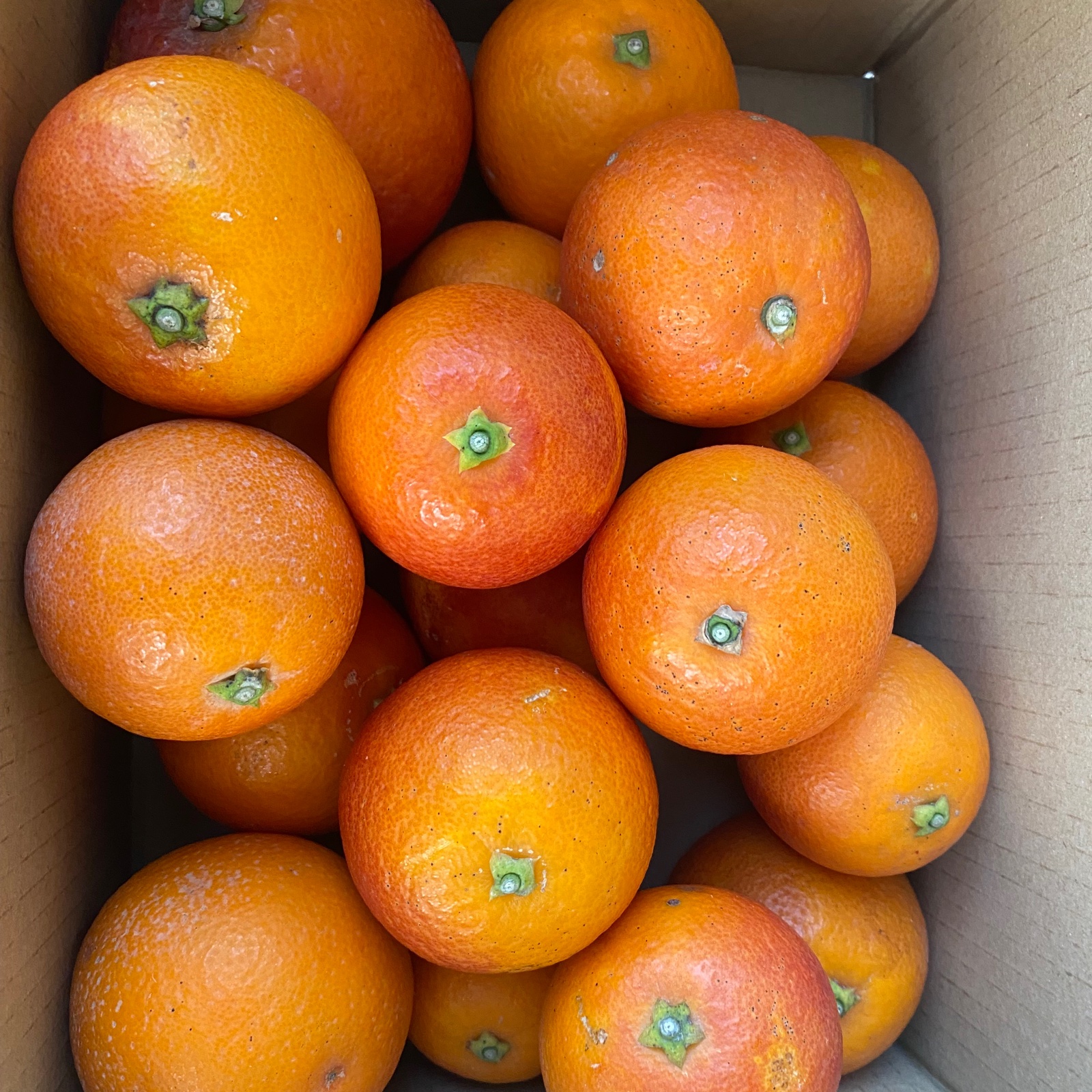 ▽北海道、沖縄のみ発送可▽ ※ブラッドオレンジ・モロ※愛媛県宇和島産