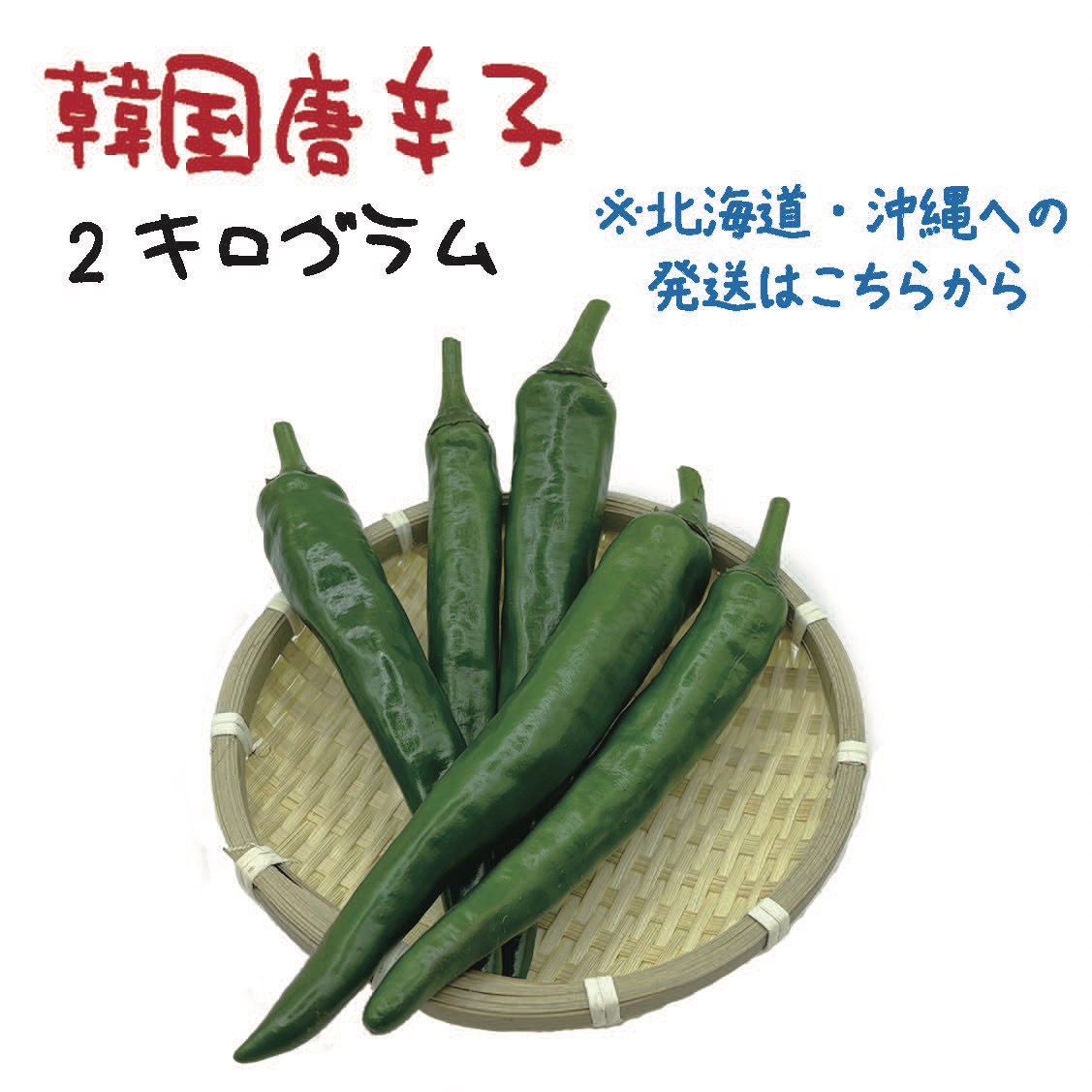 注文後収穫！超新鮮激辛青唐辛子　10キロ 北海道・沖縄専用】韓国唐辛子 約2kg 宮崎産 青唐辛子 フレッシュ 収穫