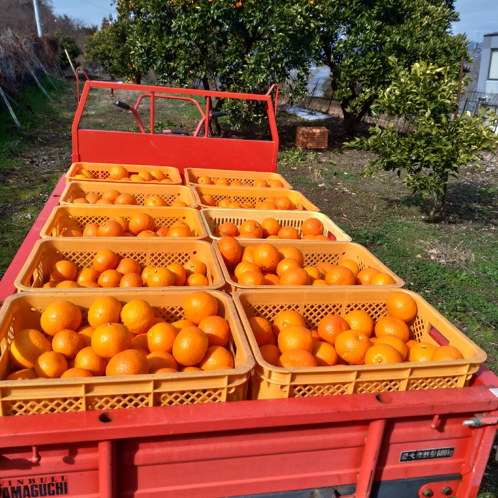 広島産八朔(はっさく）自慢の味（L２L３L）贈答用１０K以下 広島産八朔(はっさく）自慢の果実L〜3Lサイズ（優良品）10k箱込