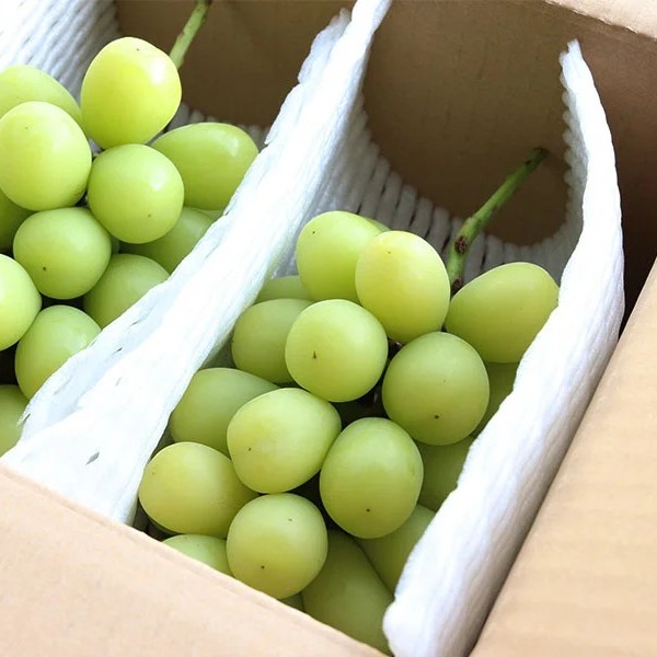 シャインマスカット家庭用8房(3.0kg) ｜ 果物/ぶどう 産直アウル 農家