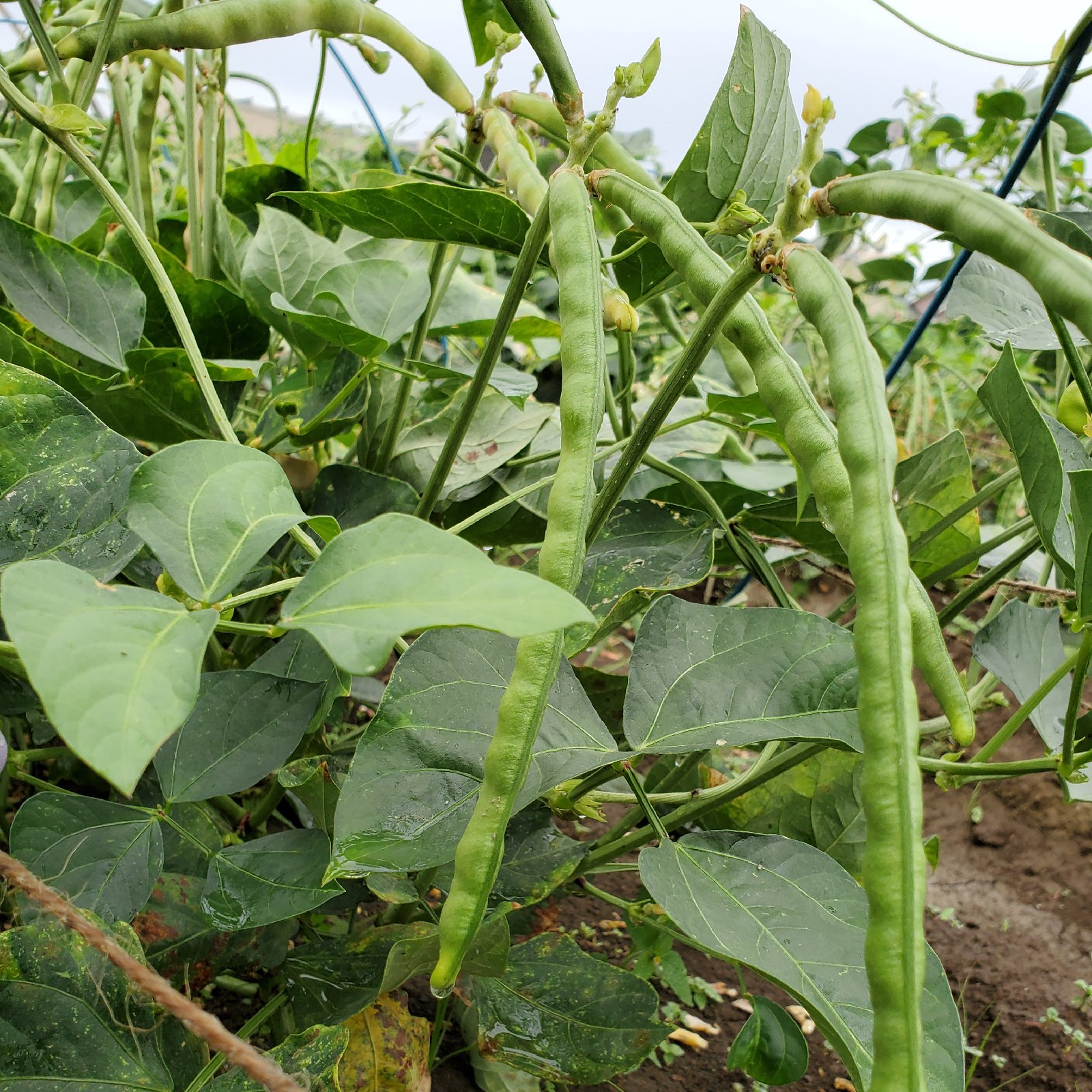 達磨ささげ 無農薬 無肥料で丁寧に育てました ｜ 野菜/豆類 産直アウル 