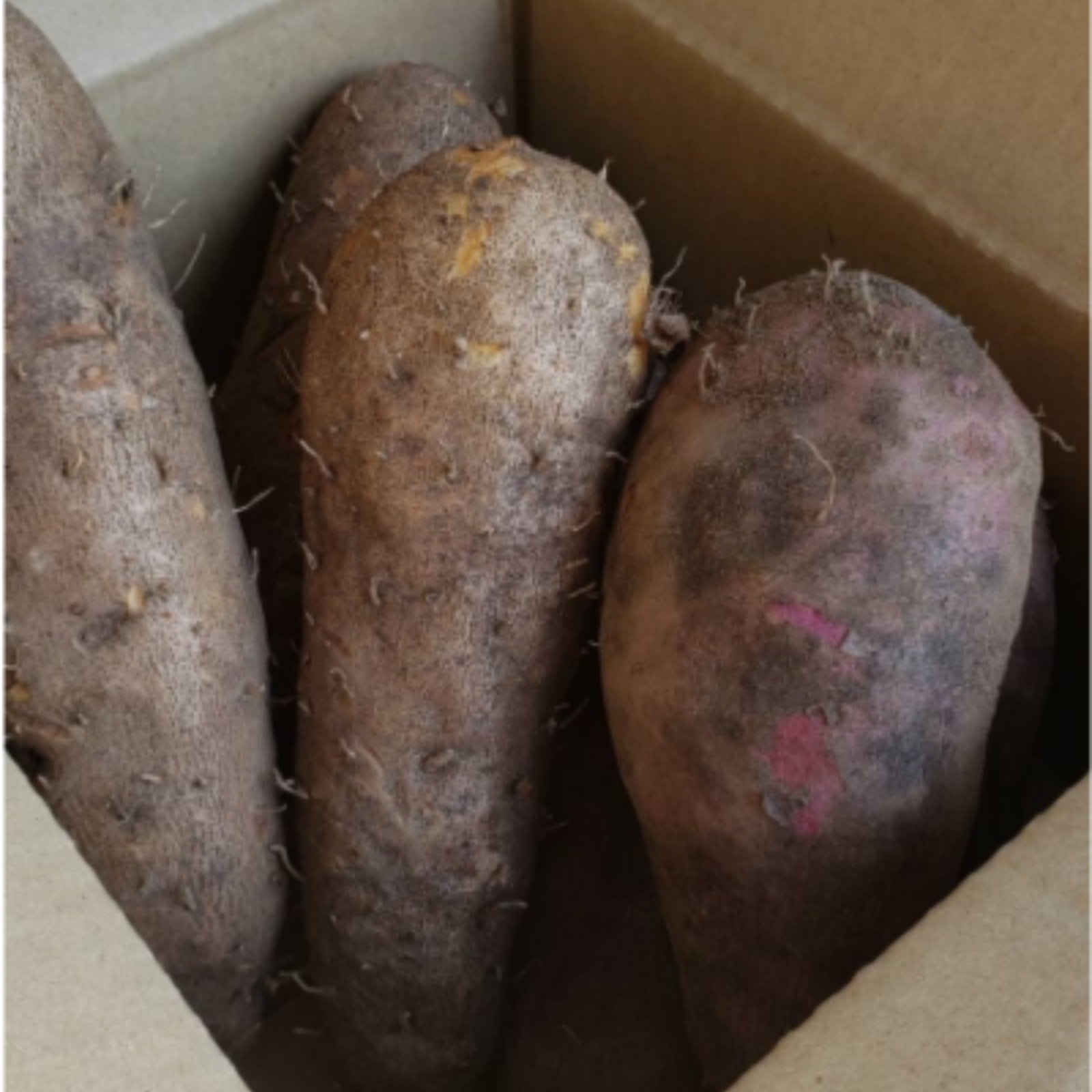 つくね芋・紫つくね芋の食べ比べセット♪ 1.5kg | 野菜/長いも・山いも