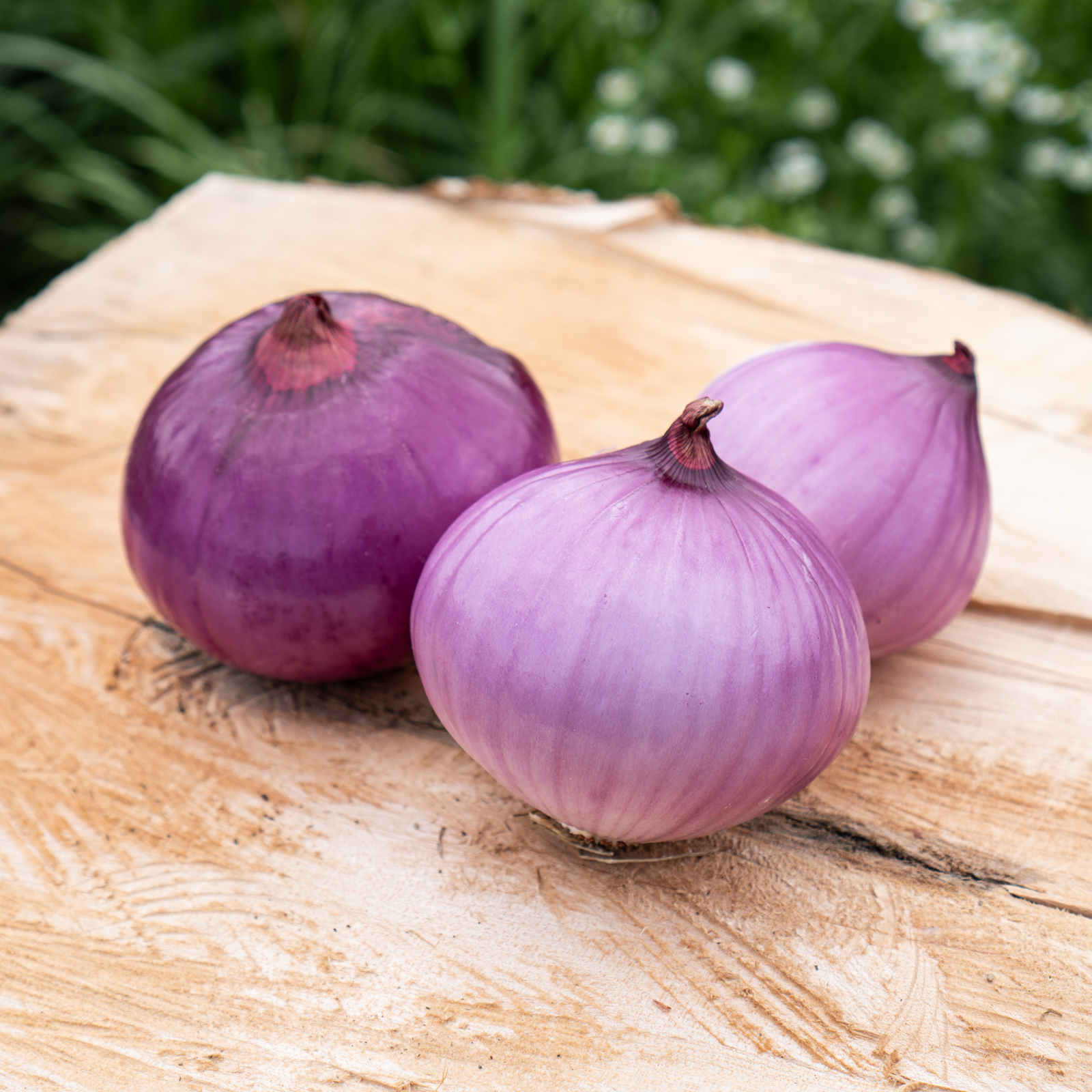 無農薬・無化学肥料で育てた赤たまねぎ（3㎏） ｜ 野菜/玉ねぎ 産直