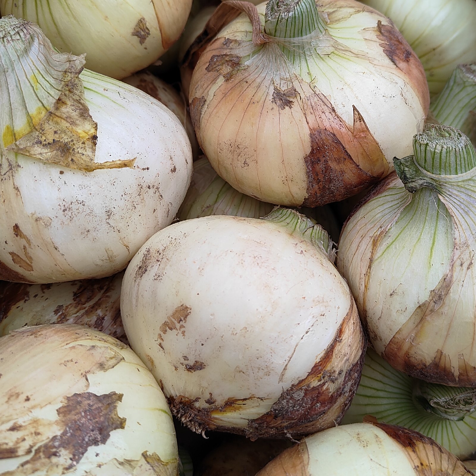 有機栽培玉葱オーガニックはなたま 10kg 淡路島産【飲食店向け】JAS