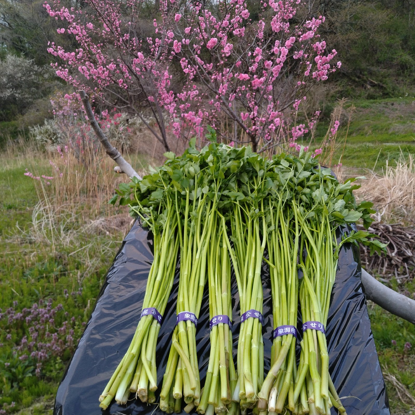 葉せり」 ｜ 野菜/葉物 産直アウル 農家・漁師など生産者から直接野菜 
