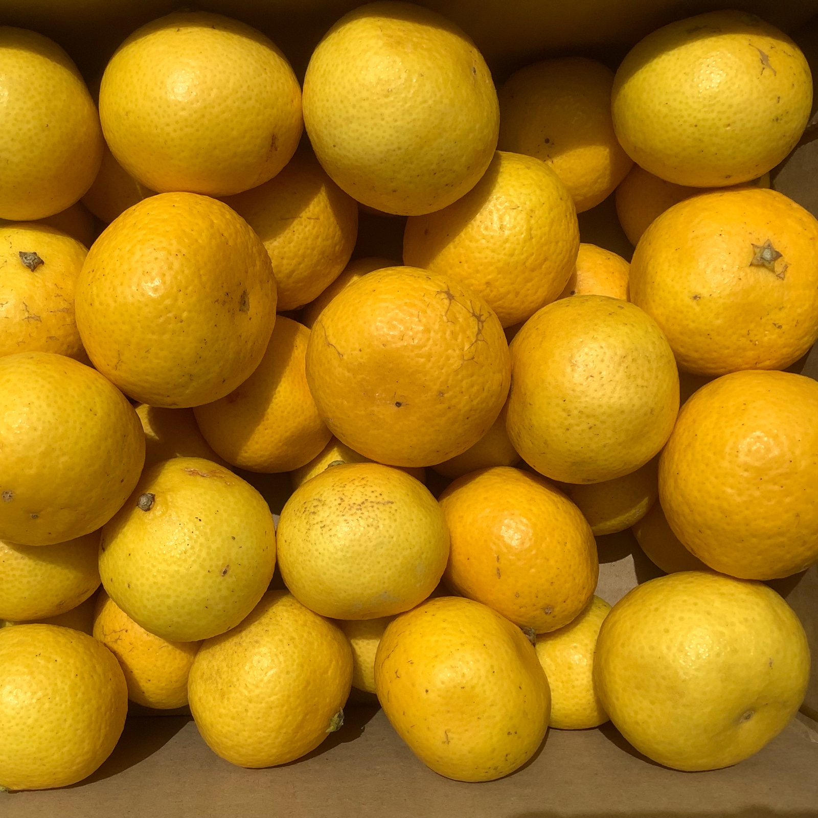 幻の柑橘 湘南ゴールド(露地栽培) 家庭用S〜Lサイズ混合2Kg ｜ 果物