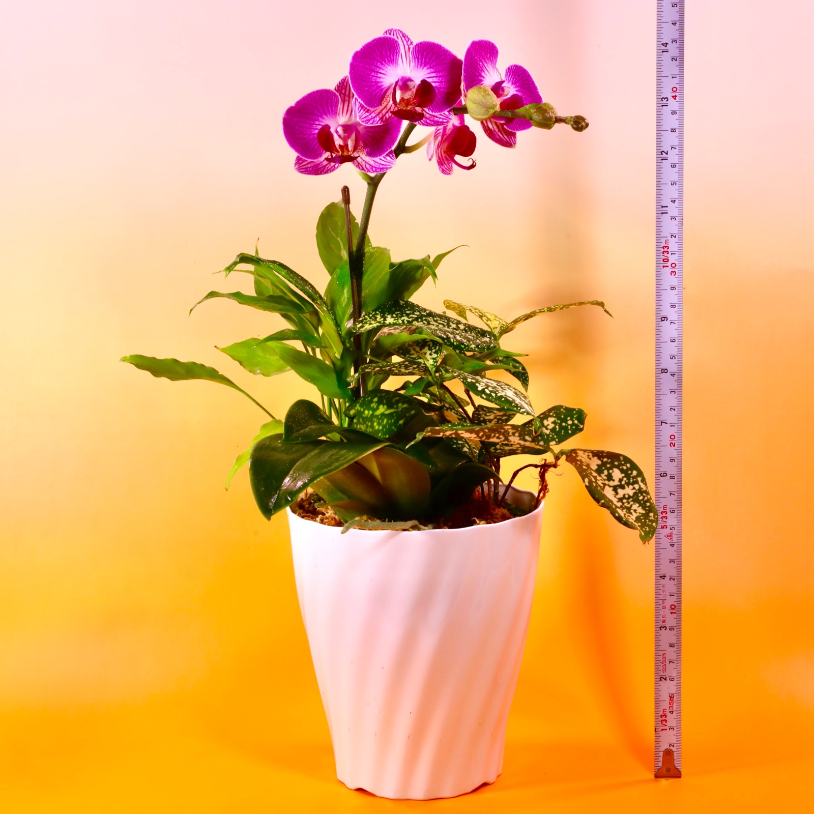 6週年限定：液肥付✨】胡蝶蘭 ピンク系 ｜ 花・植物/花・植物 産直