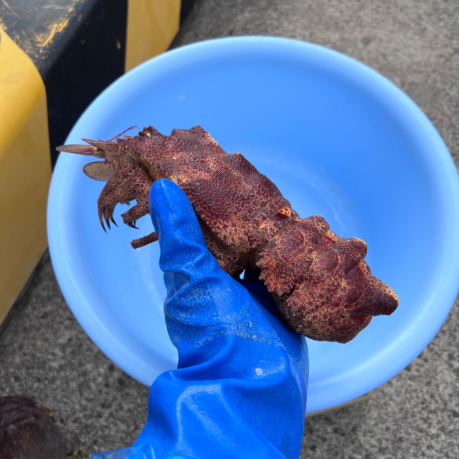 15,800円→14,000円【1,800円off】超希少 コブセミエビ 約630g 1匹