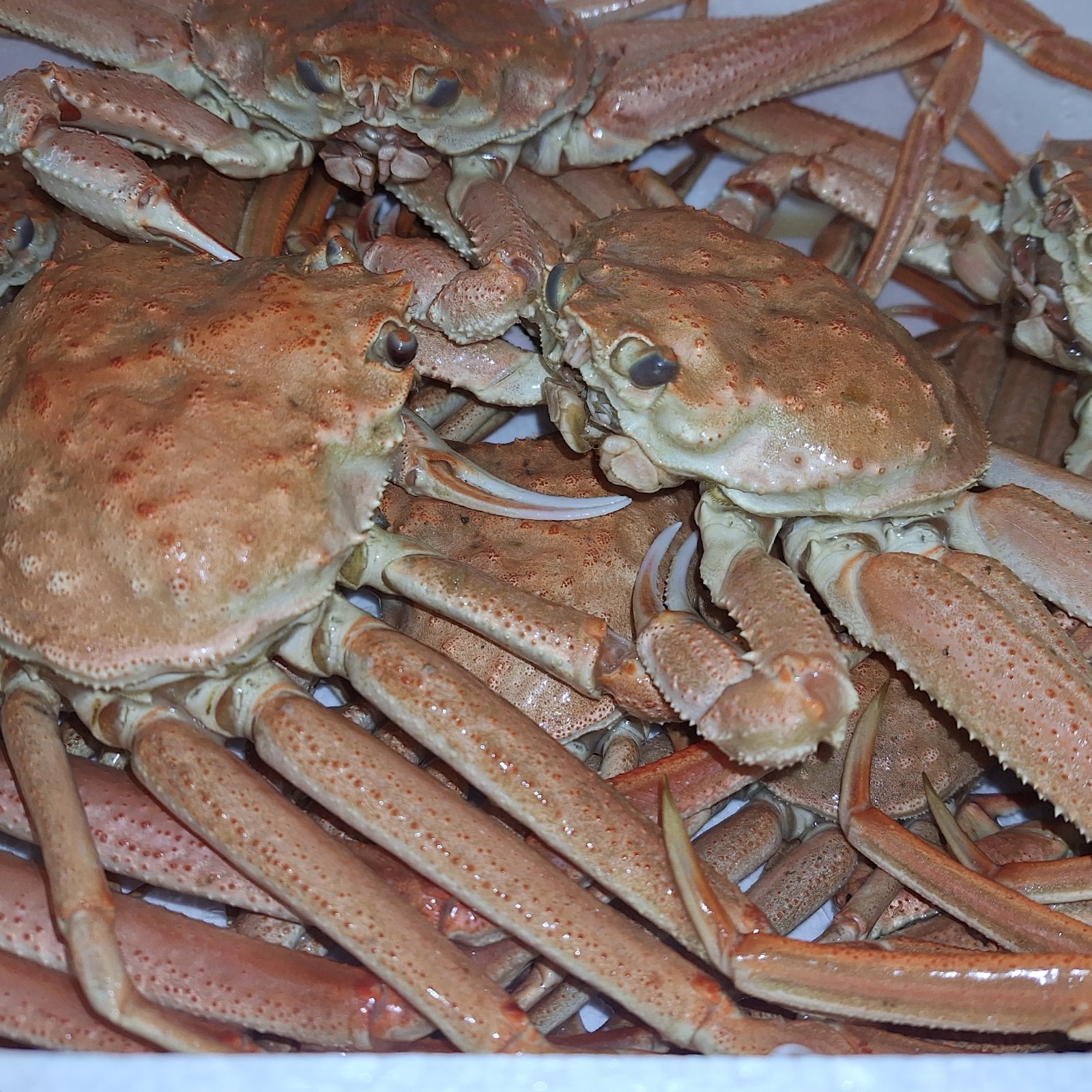 北海道産オオズワイガニボイル冷凍2kg詰め ｜ 魚介類/カニ 産直アウル