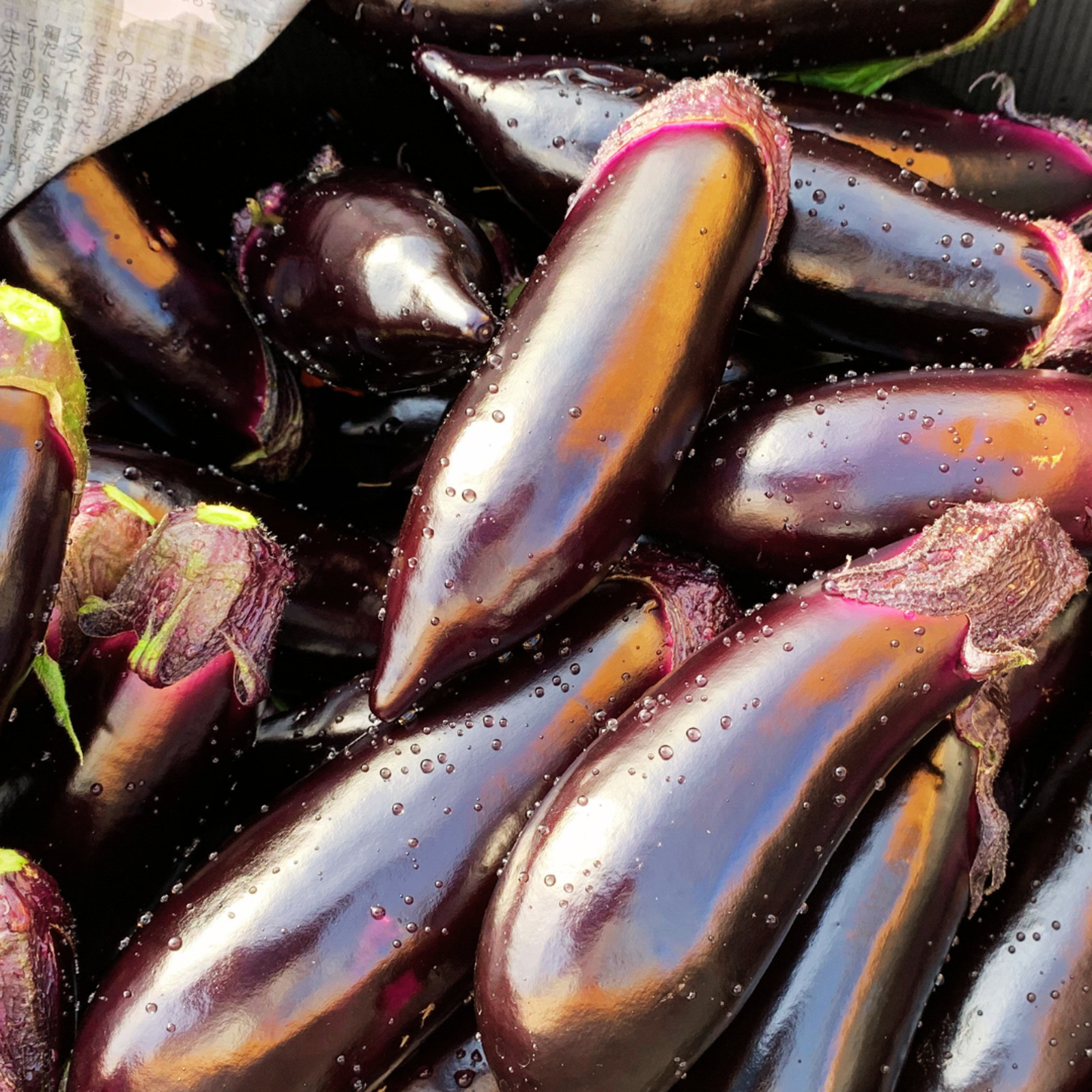 訳アリ茄子SALE》1kg/7~9本（1箱）お試し品 | 野菜/茄子 産直アウル