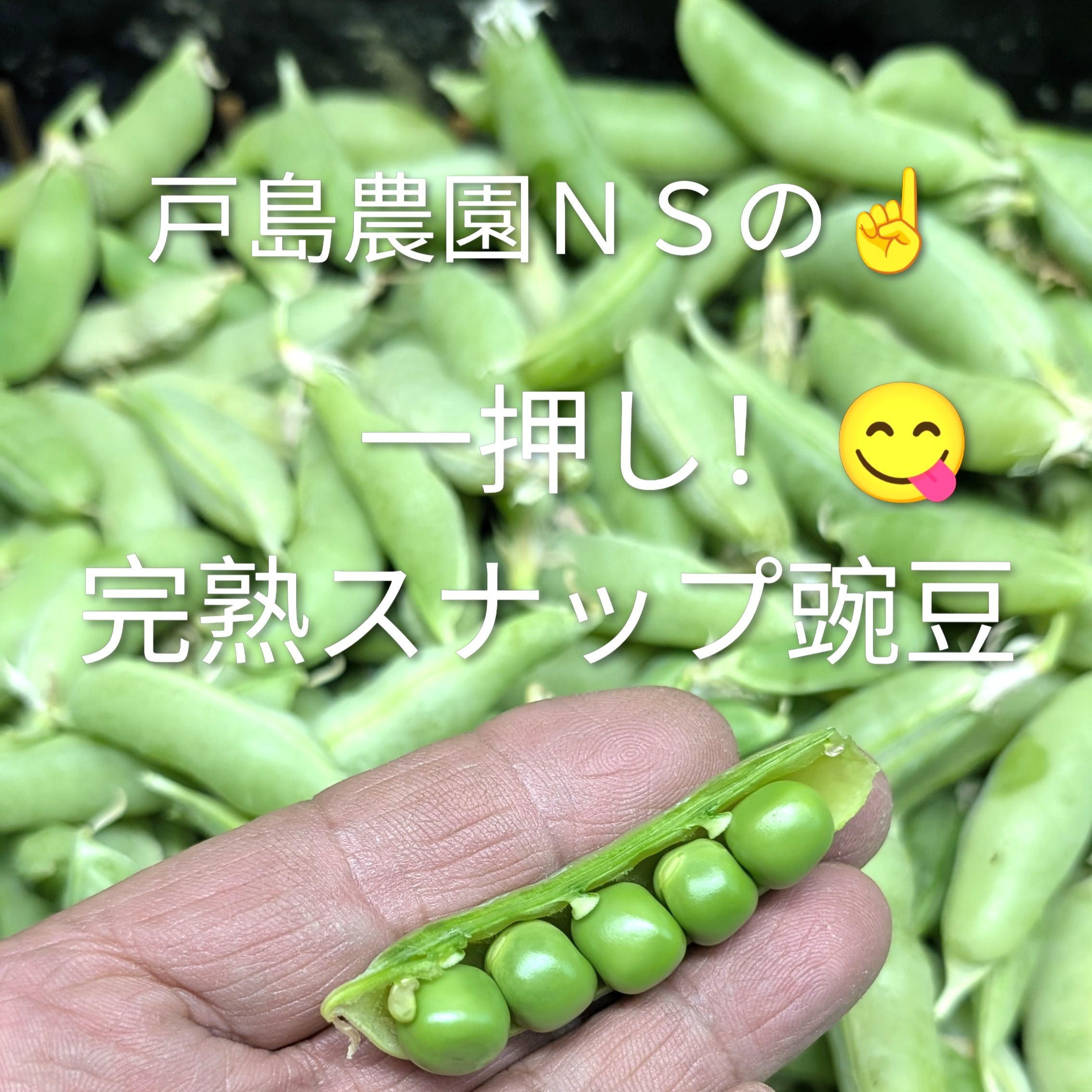 完熟スナップ豌豆（エンドウ） 農薬不使用（無農薬）栽培 4月内（予定