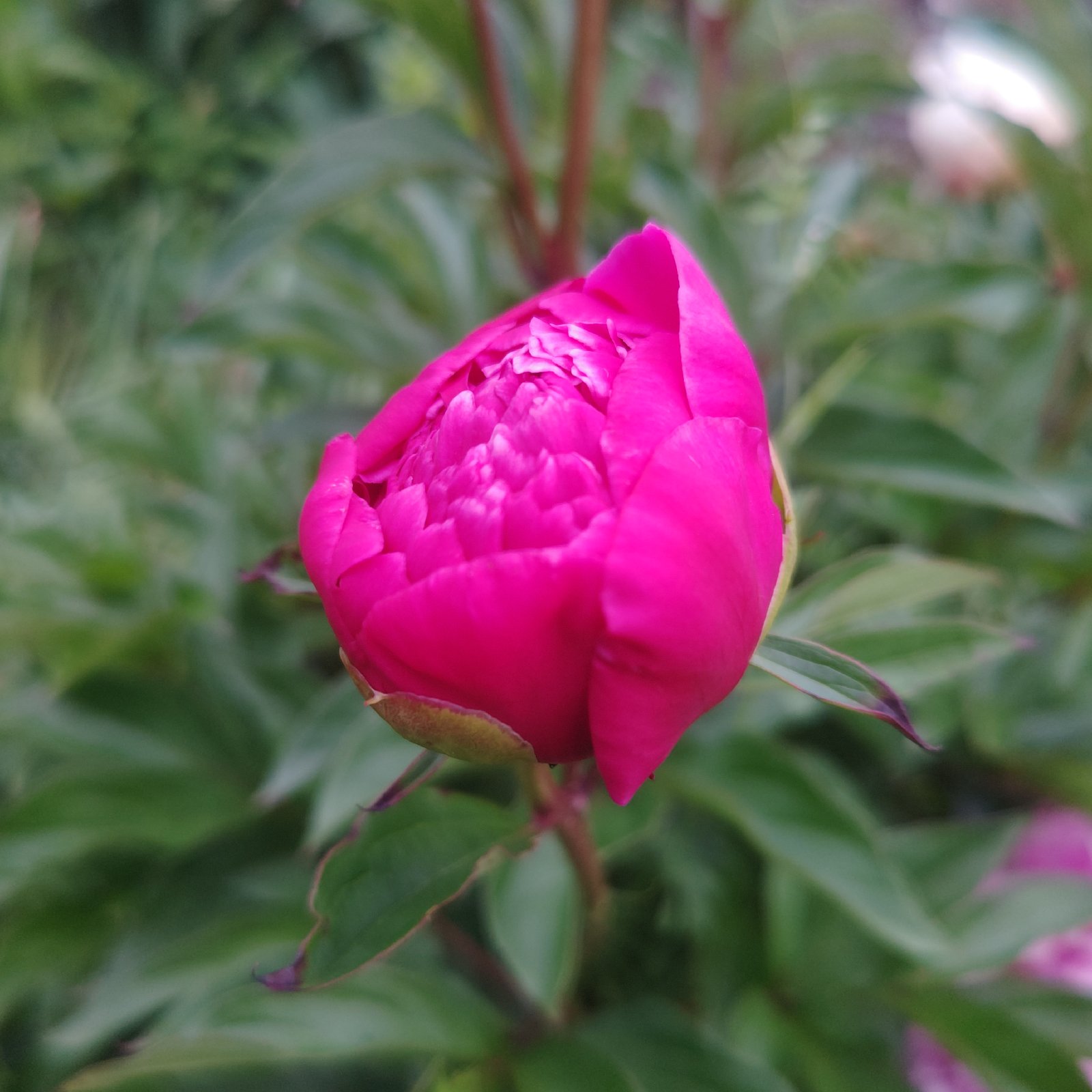 母の日 香りのシャクヤク 花束 エディブルフラワー ｜ 花・植物/花