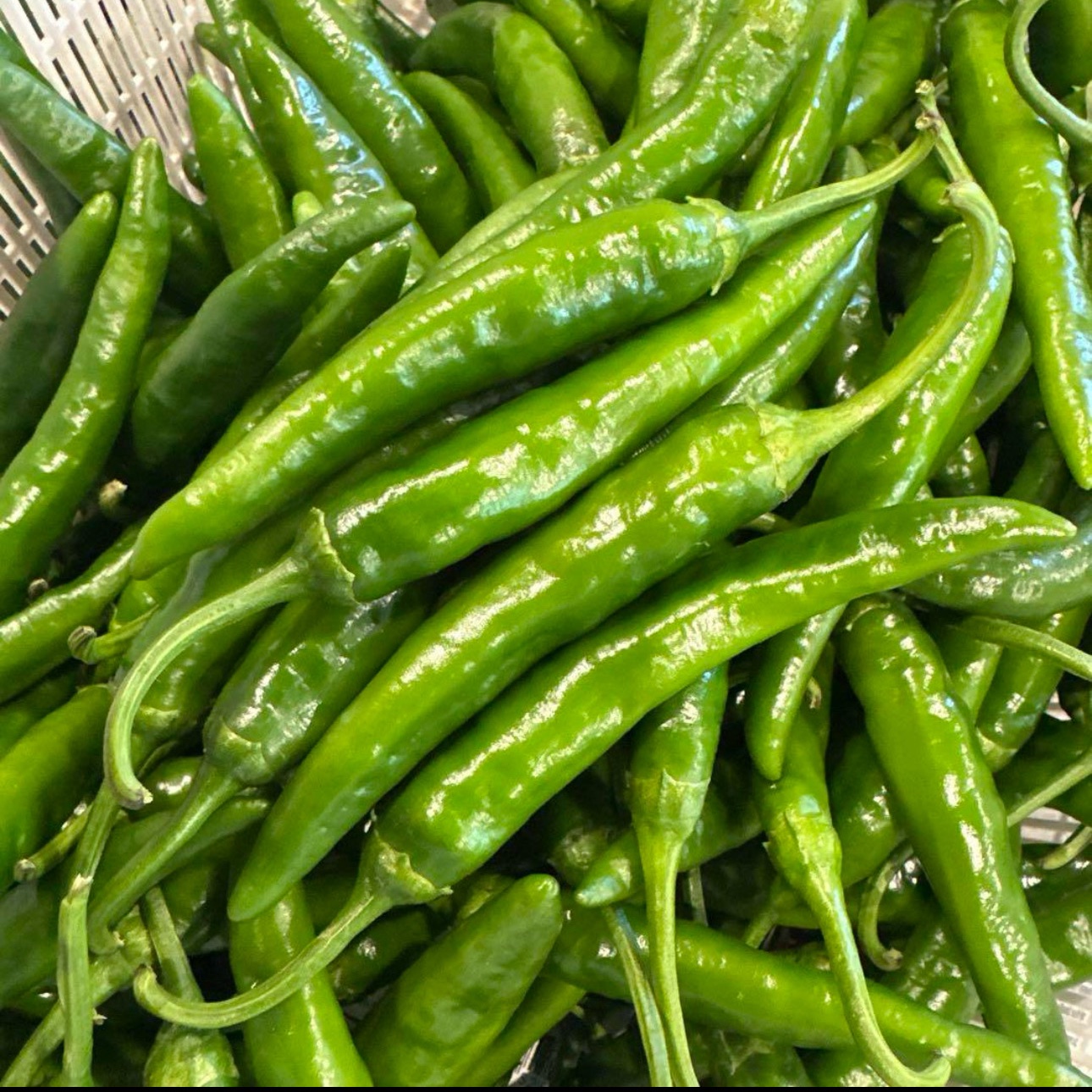 韓国　新鮮　生青唐辛子　激辛　10kg 冷]時価/青 唐辛子1kg-韓国産/韓国 野菜/韓国 食品/韓国 市場 激辛