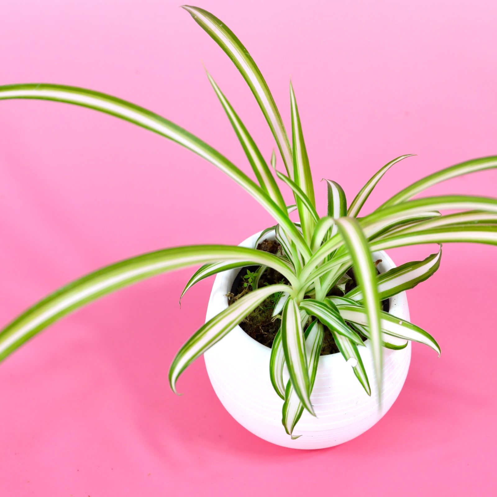 オリズルラン(ポット入) ｜ 花・植物/花・植物 産直アウル 農家・漁師 