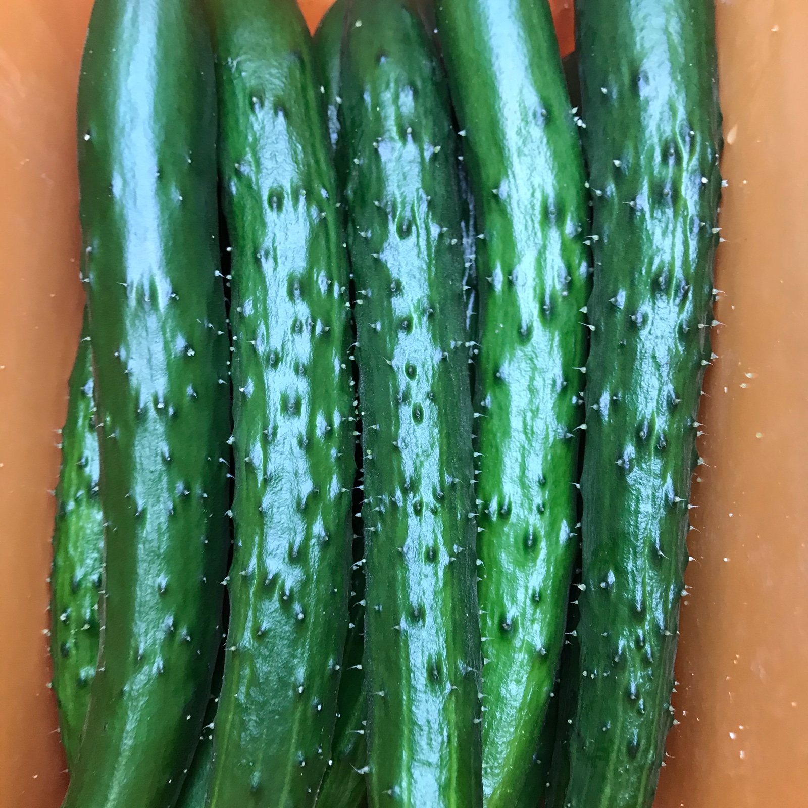 お試し 新鮮きゅうりA品 納期指定不可のためお買い得価格 | 野菜