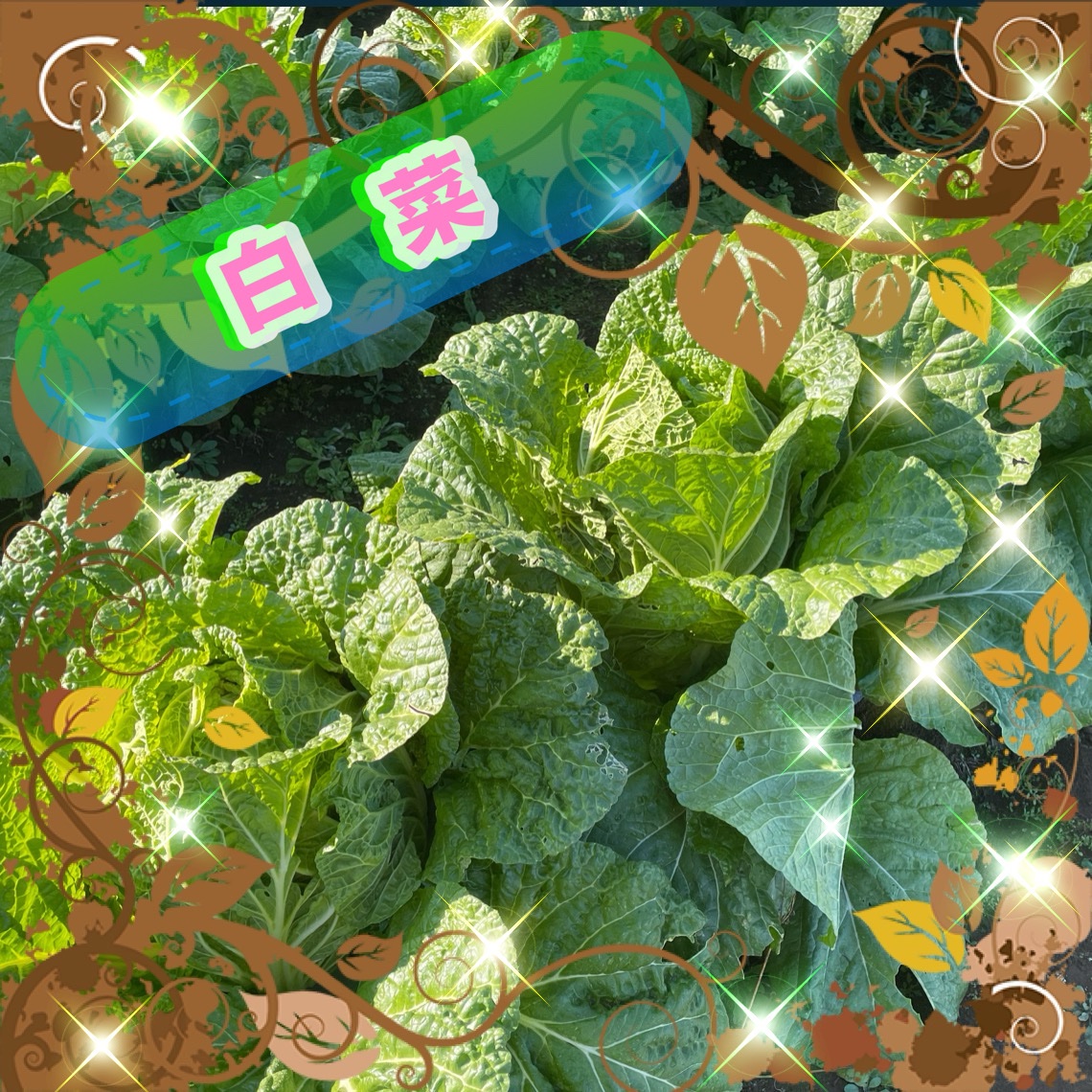 白菜とオレンジクイーンの食べ比べセット ｜ 野菜/白菜 産直アウル