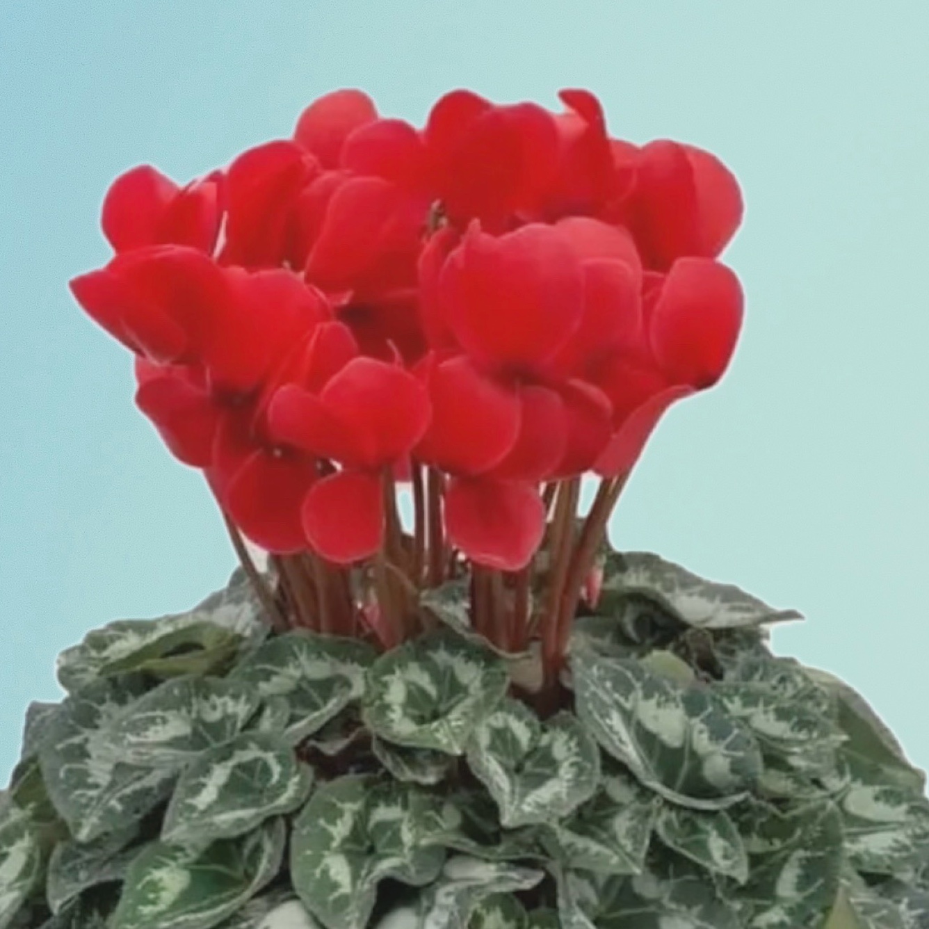 シクラメン5寸鉢 贈答用にも ｜ 花・植物/花・植物 産直アウル 農家