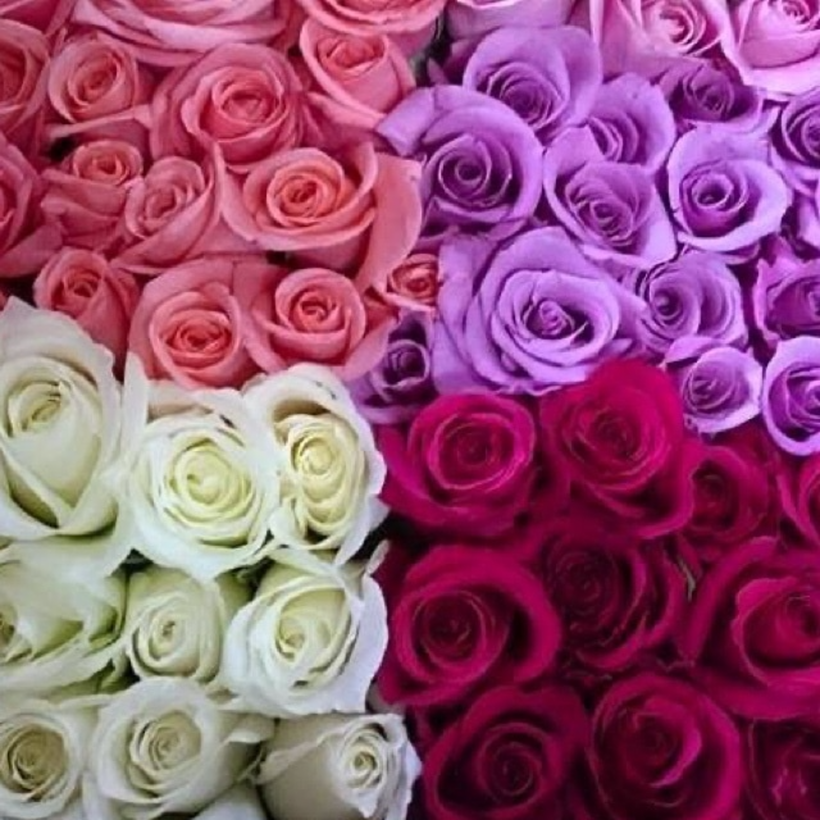 バラつぼみ詰め合わせ | 花・植物/花・植物 産直アウル 農家から直接