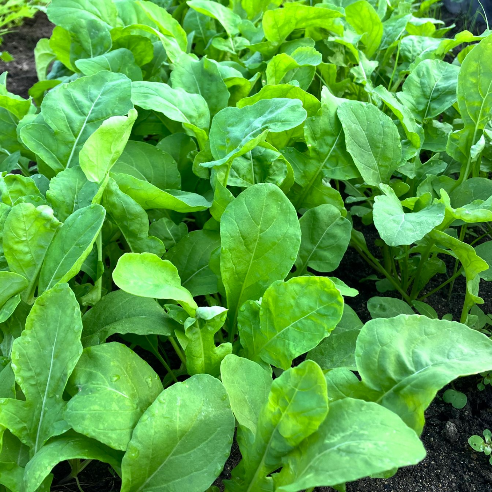 有機JAS認証 ルッコラ 100g×3パック (300g) | 野菜/ハーブ 産直アウル 