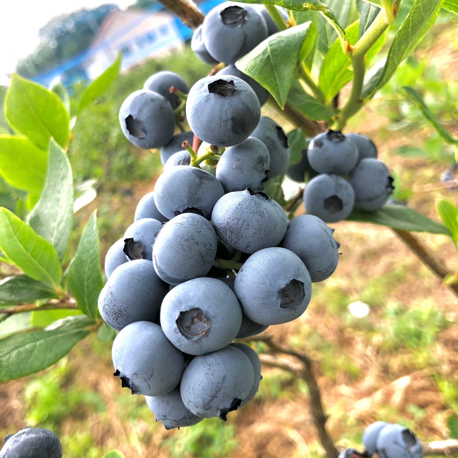 限定販売　農家直売（ハウス栽培）新鮮ブルーベリー　3kg 感動するごきげんセット ｜ 果物/ベリー類 産直アウル 農家・漁師など