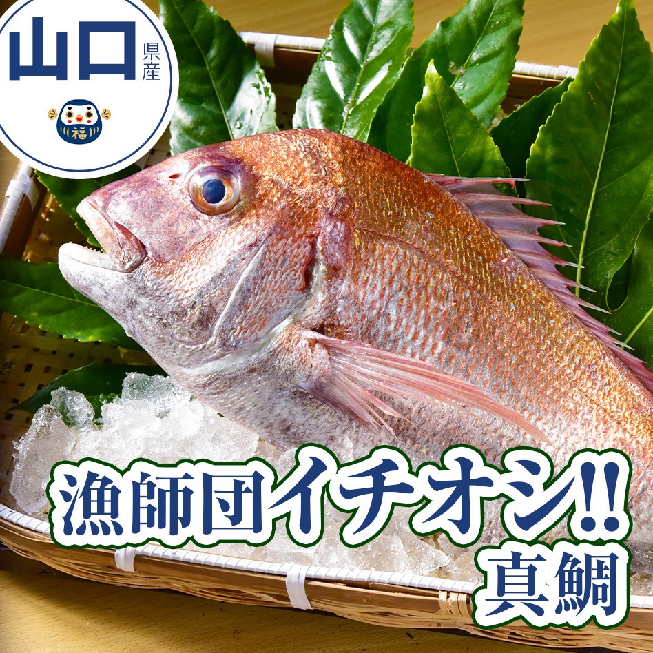 漁師直送！ 新鮮天然真鯛 0.7～1kg 2枚セット | 魚介類/鯛 産直アウル