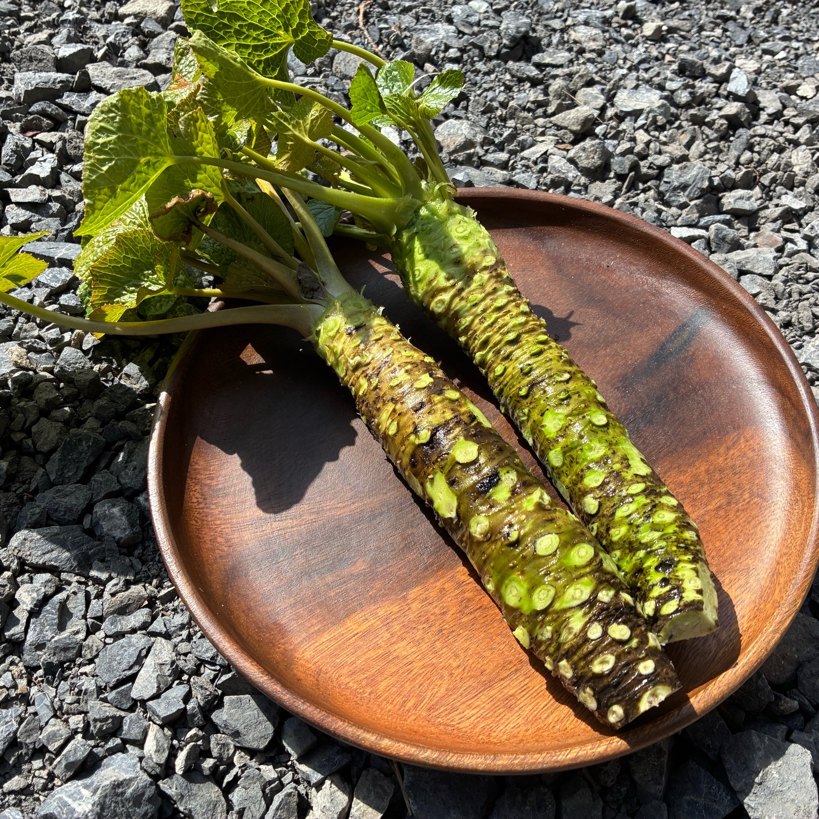 数量限定 有東木わさびLLサイズ 1本 約180g ｜ 野菜/薬味 産直アウル