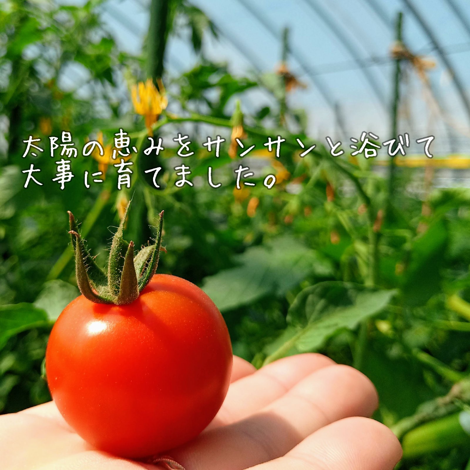 濃厚薄皮】冷蔵発送 贅沢ミニトマト 1.2kg セット お試しセット 青森県