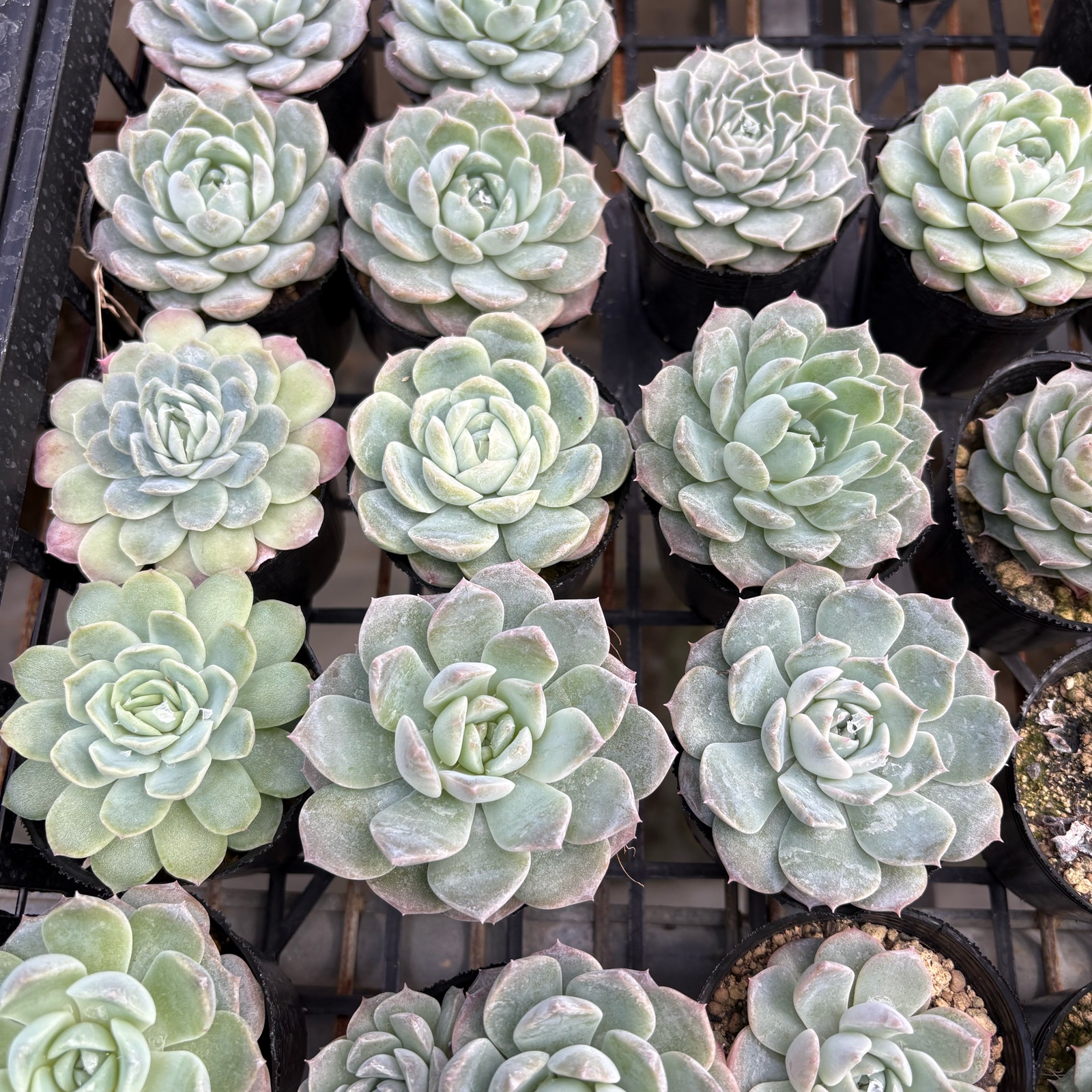 多肉植物6ポット | 花・植物/花・植物 産直アウル 農家から直接野菜