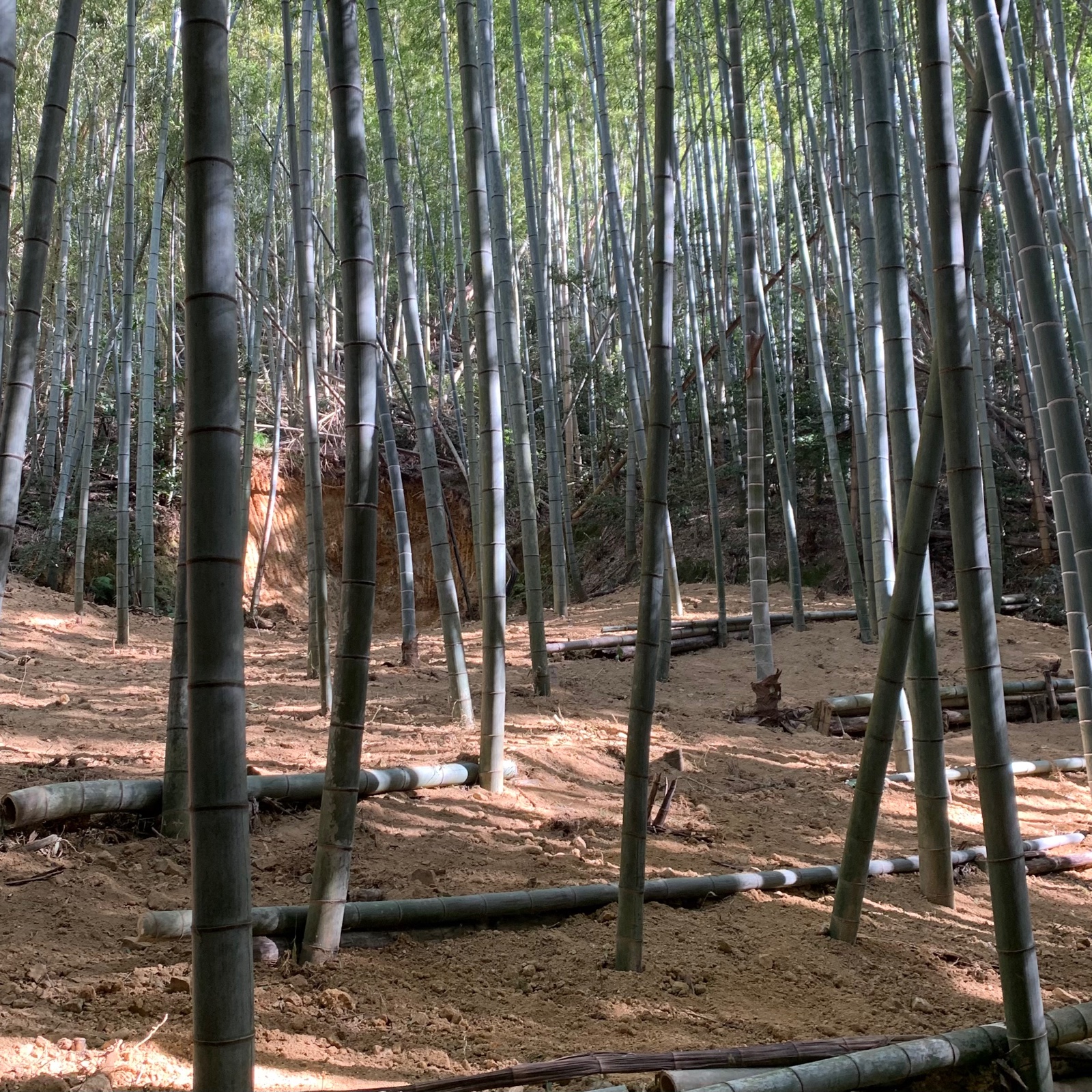 京都産】朝掘り京たけのこ｜えぐみが少なく、下処理も簡単(1.7kg前後