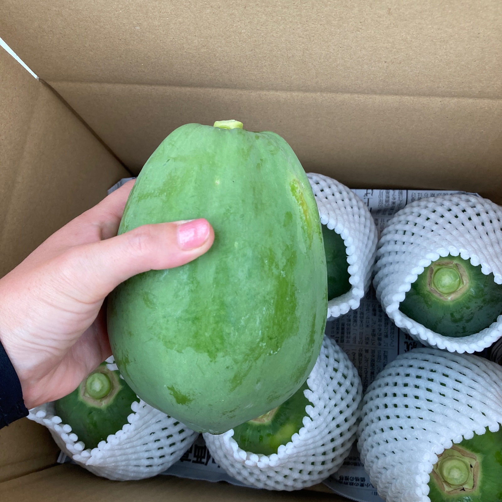 naoyuka畑の青パパイヤ ｜ 野菜/その他野菜 産直アウル 農家・漁師など