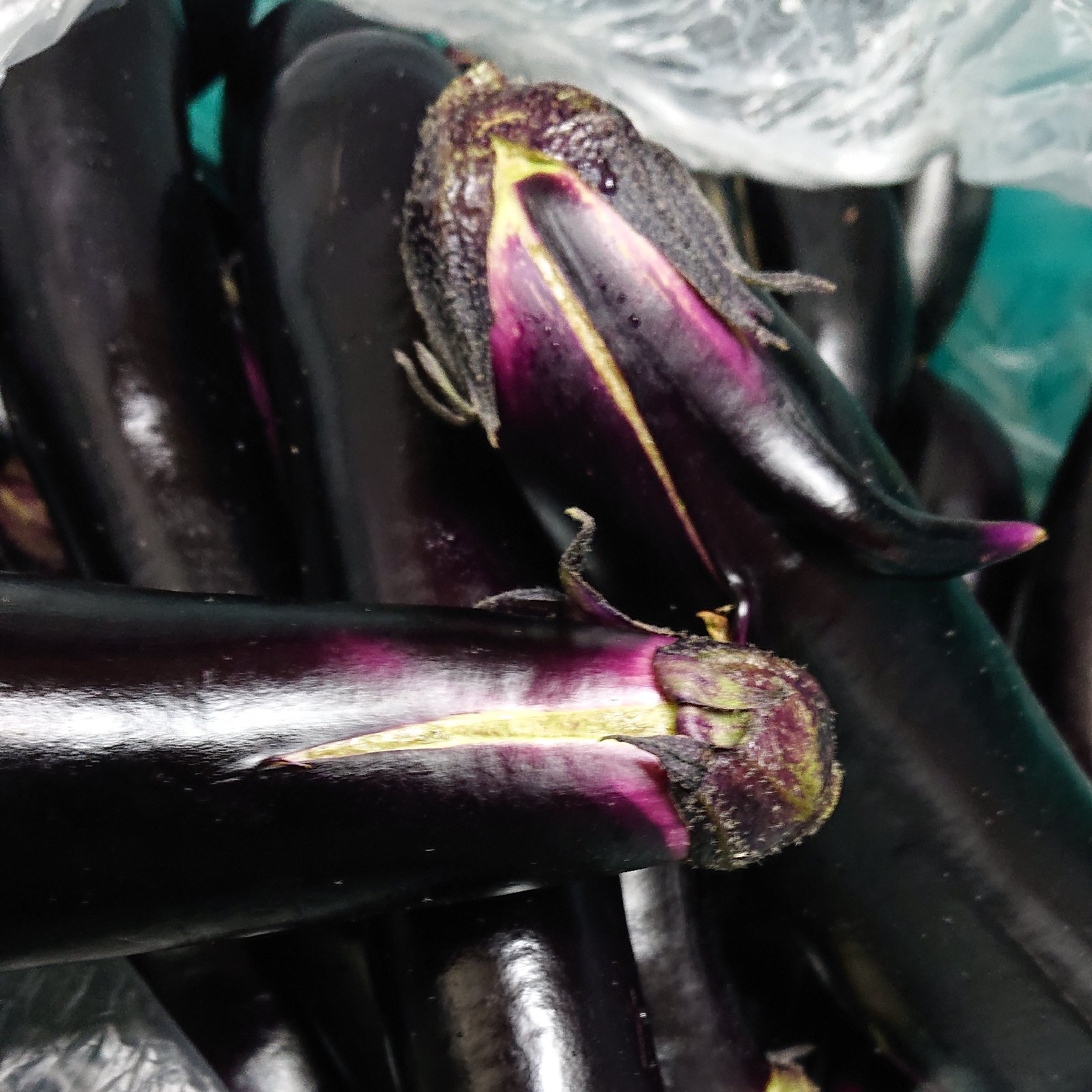 訳あり 茄子 20本 なすび | 野菜/茄子 産直アウル 農家から直接野菜